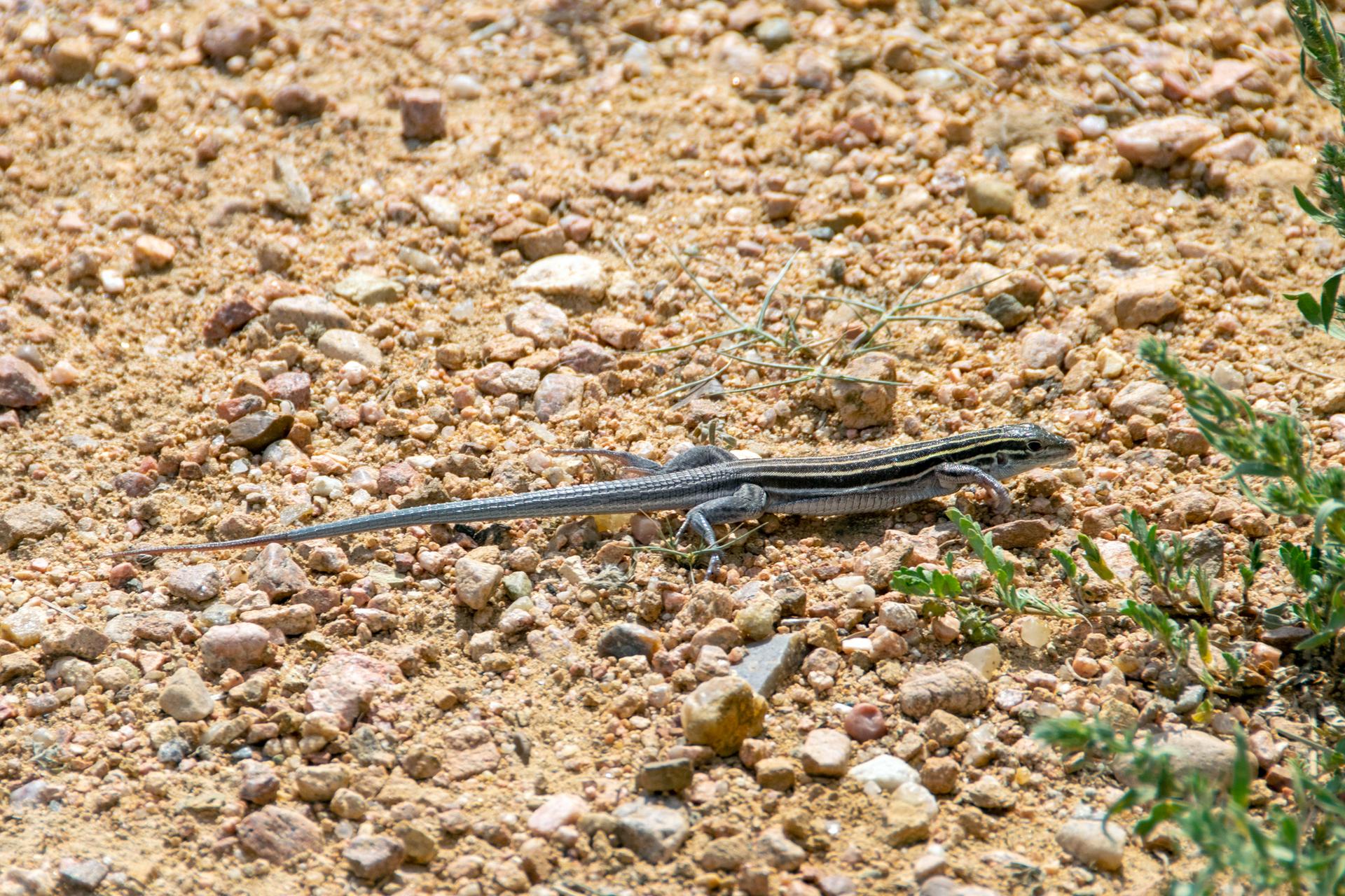 A small, striped lizard rests on dry, rocky ground with sparse green plants.