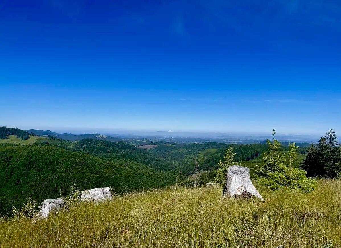 Sunny view of green hills with large tree stumps and clear blue sky.