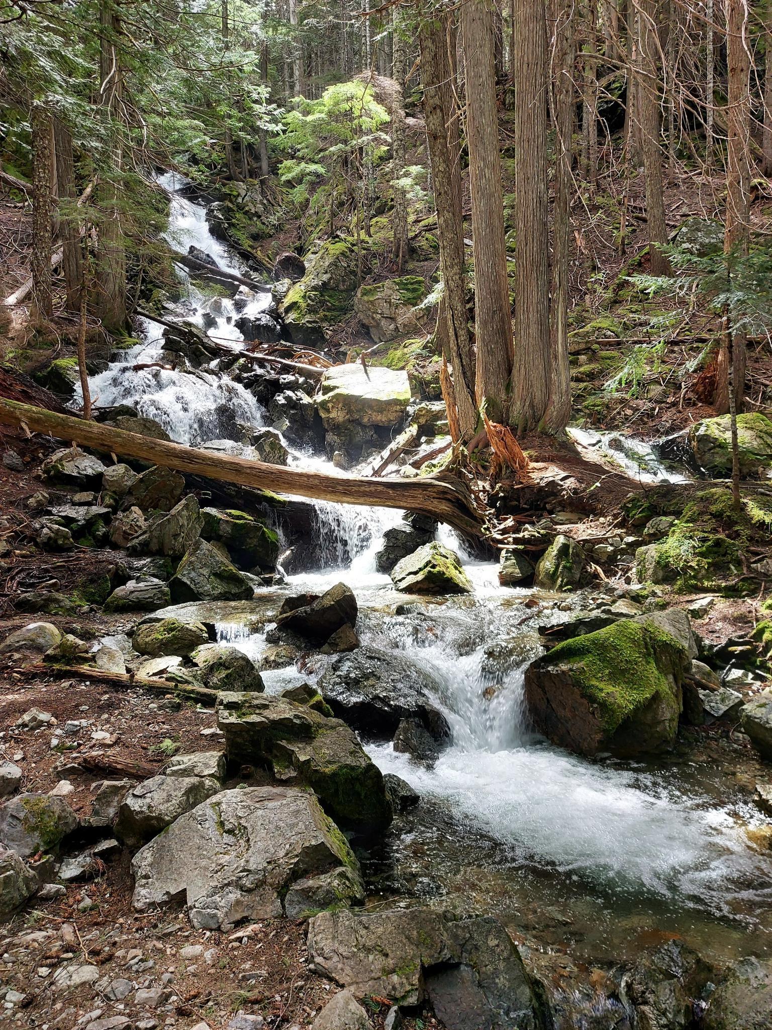 A cascading stream flows over rocks and logs in a sun-dappled forest.