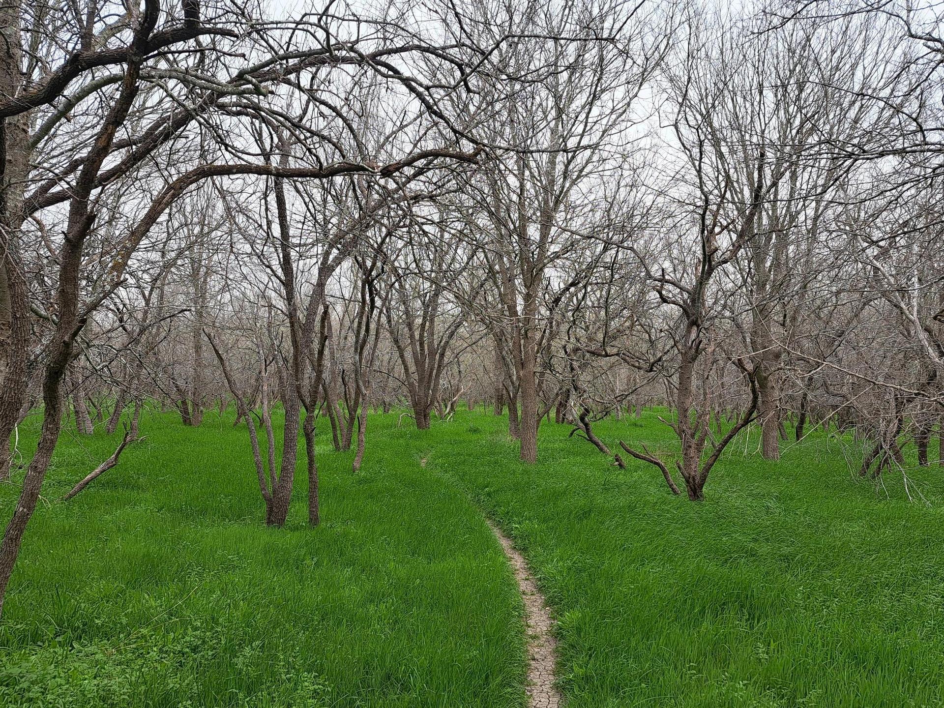 Narrow dirt path through a forest of bare trees and vibrant green grass.