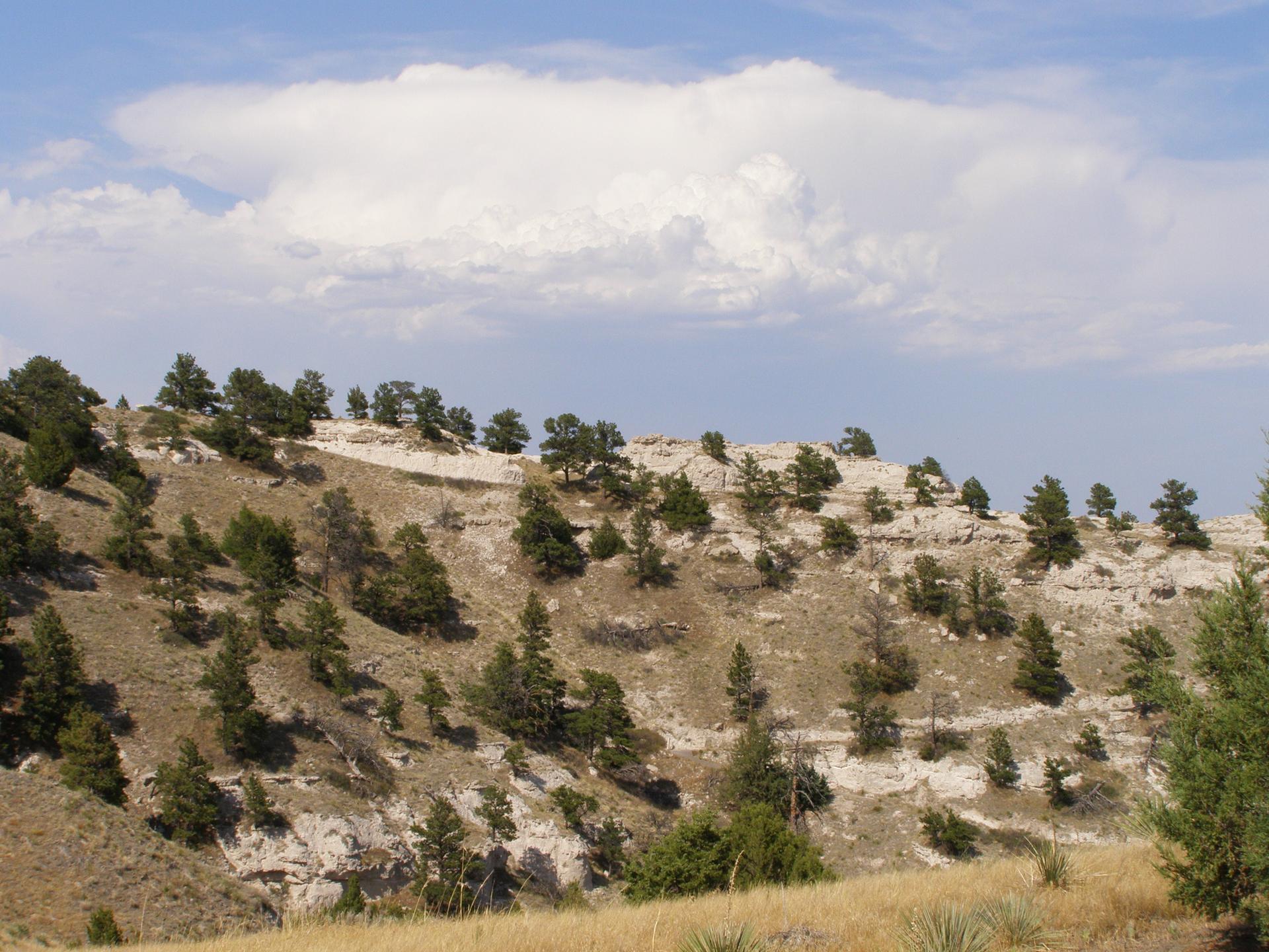 Sunny hillside with scattered pine trees, rocky outcrops, and a large white cloud.