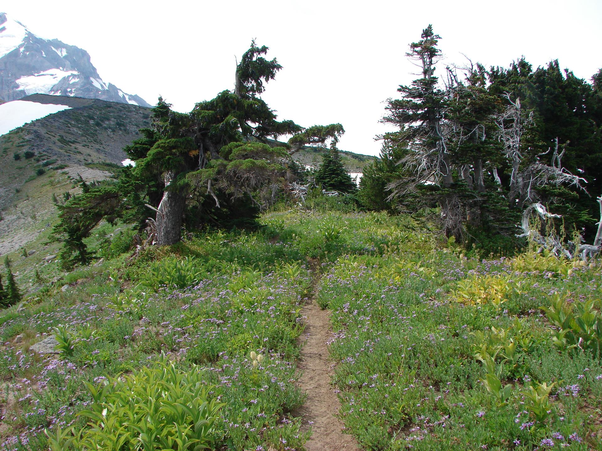 A narrow trail through a vibrant wildflower meadow with a snowy mountain peak.