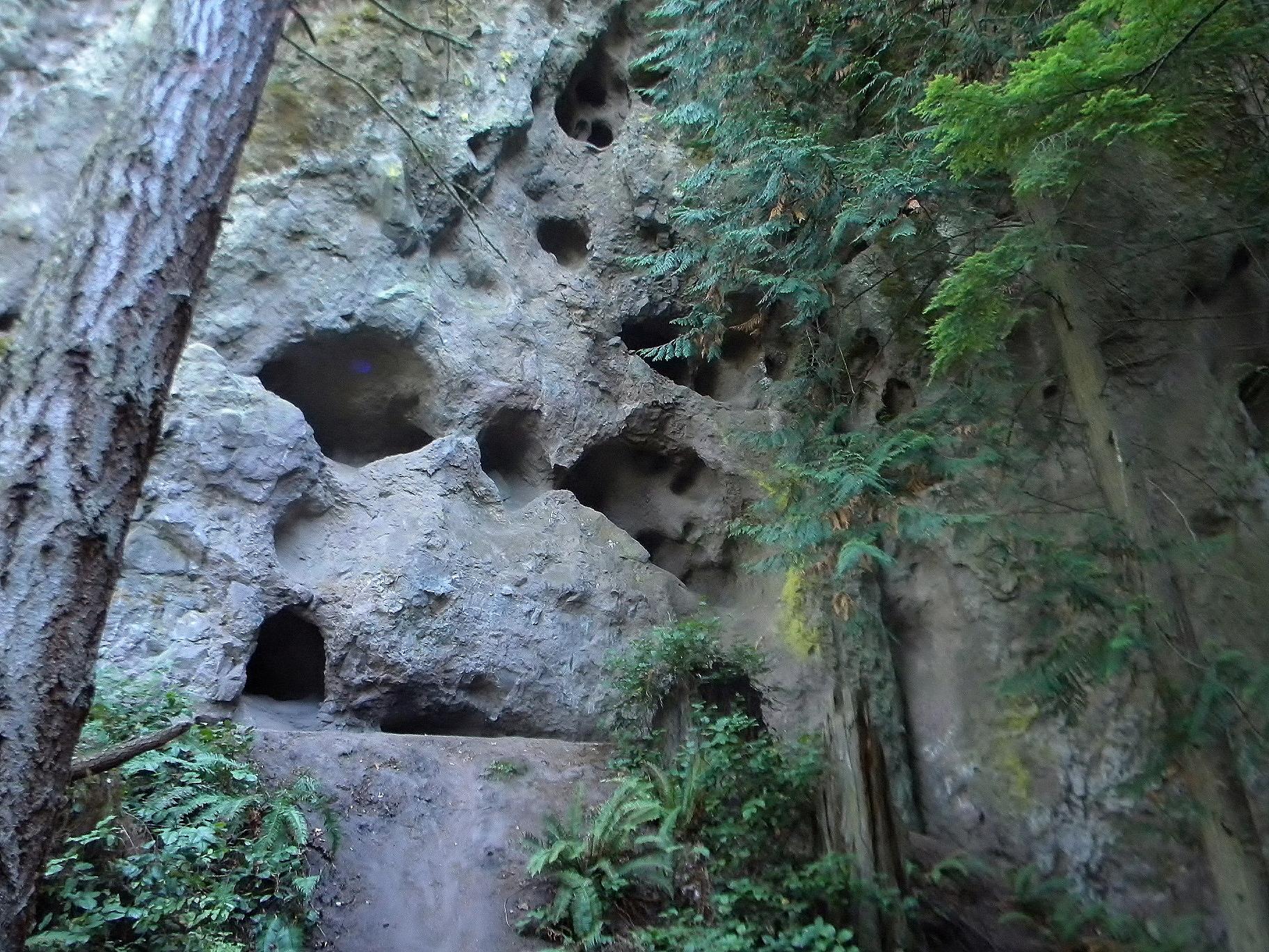 Rocky cliff face with many small caves and lush green forest.
