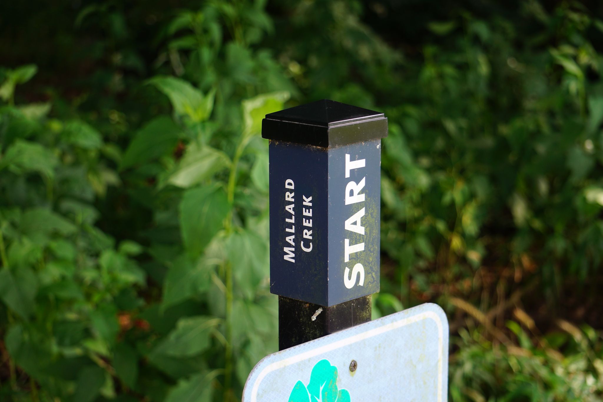 A dark blue trail sign post with "START" in bright sunlight. - Hiking loop from University City