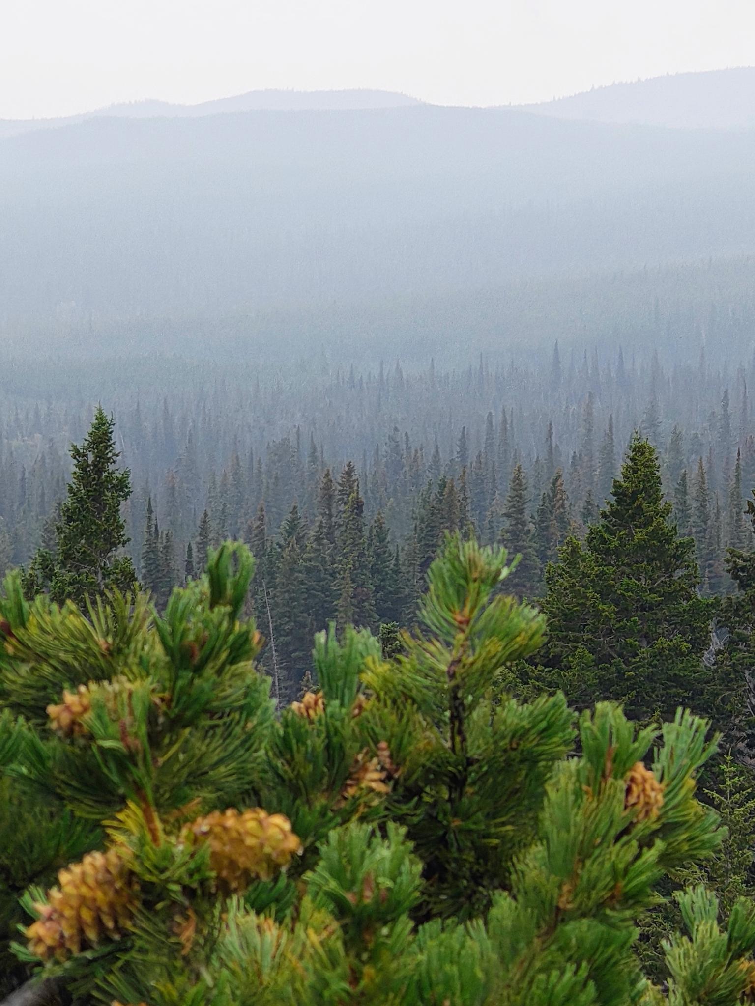 Dense pine forest with hazy background, showing green and brown foliage.