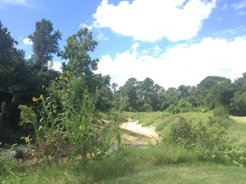 Sunny view of a dry creek bed with wildflowers and distant green trees.