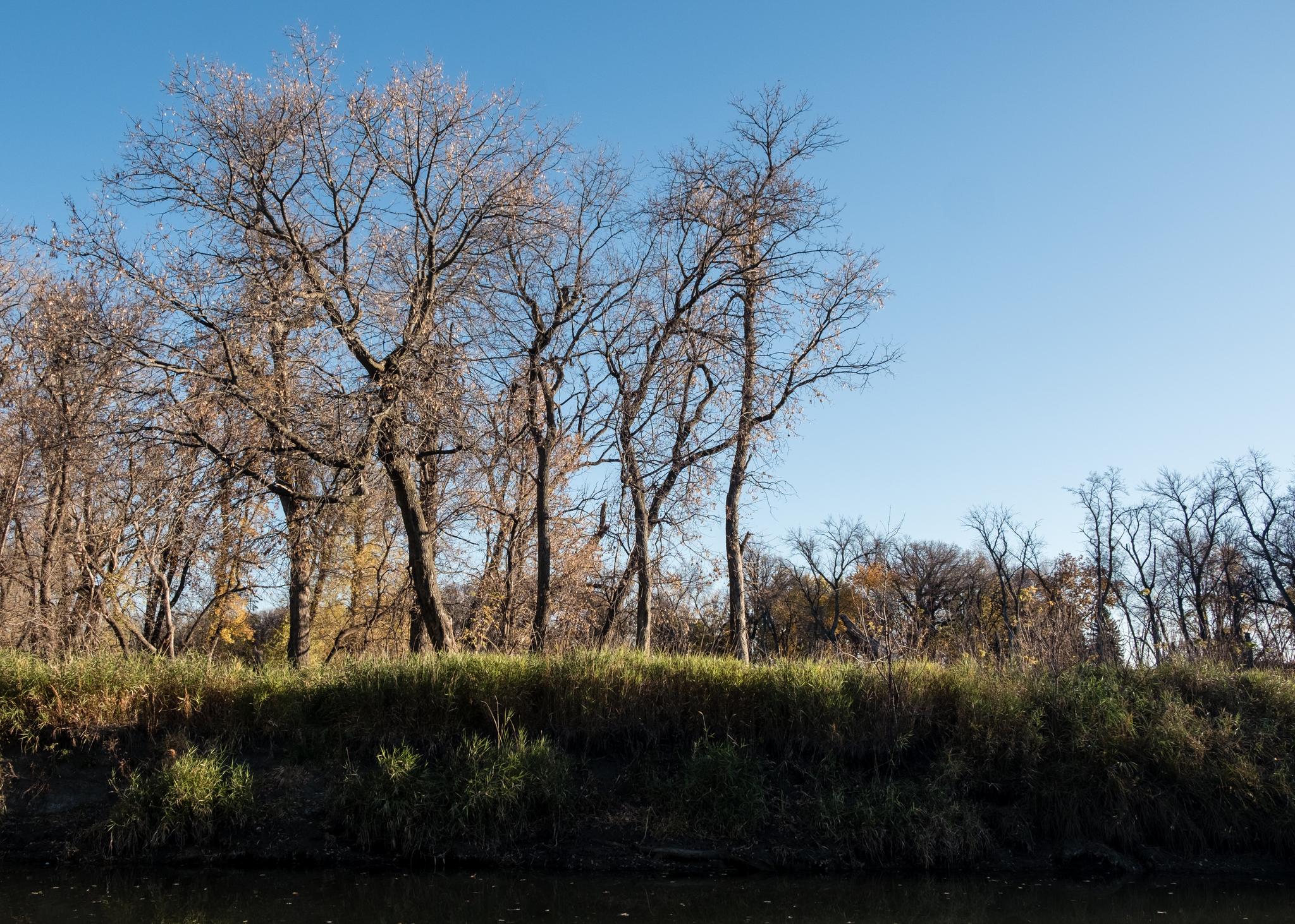 Bare trees line a grassy riverbank under a clear, bright blue sky.