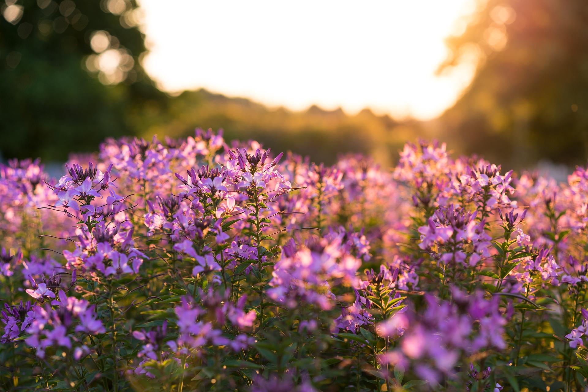 Vibrant purple flowers bathed in warm, golden hour sunlight.