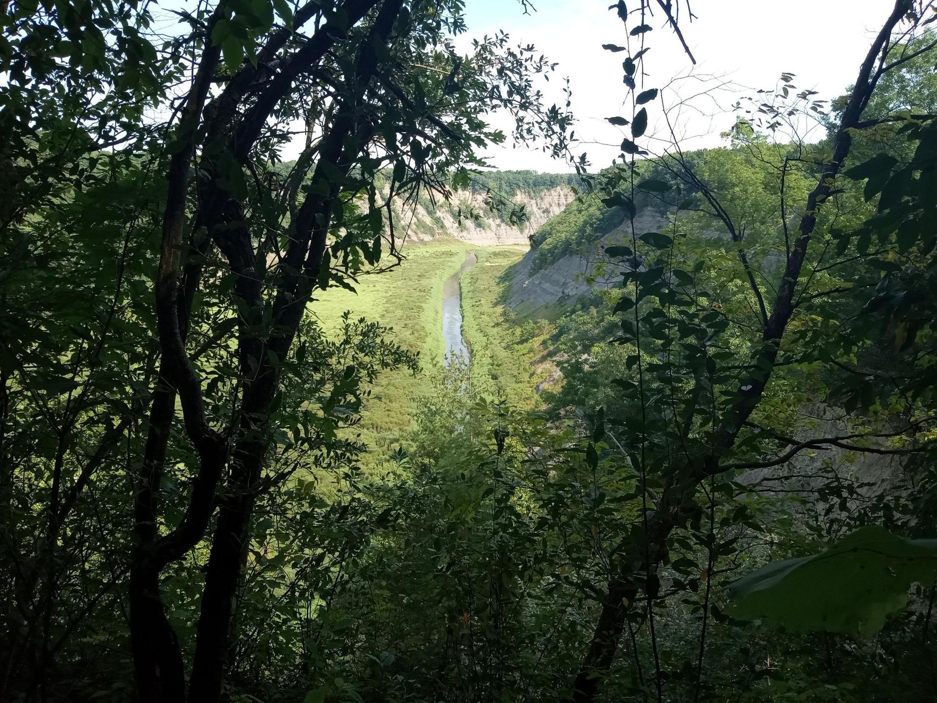 Lush green valley with a narrow stream, viewed through dense forest foliage.