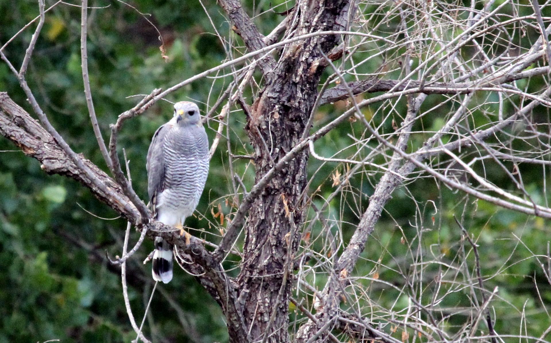 Gray and white bird of prey perched on a bare tree branch.