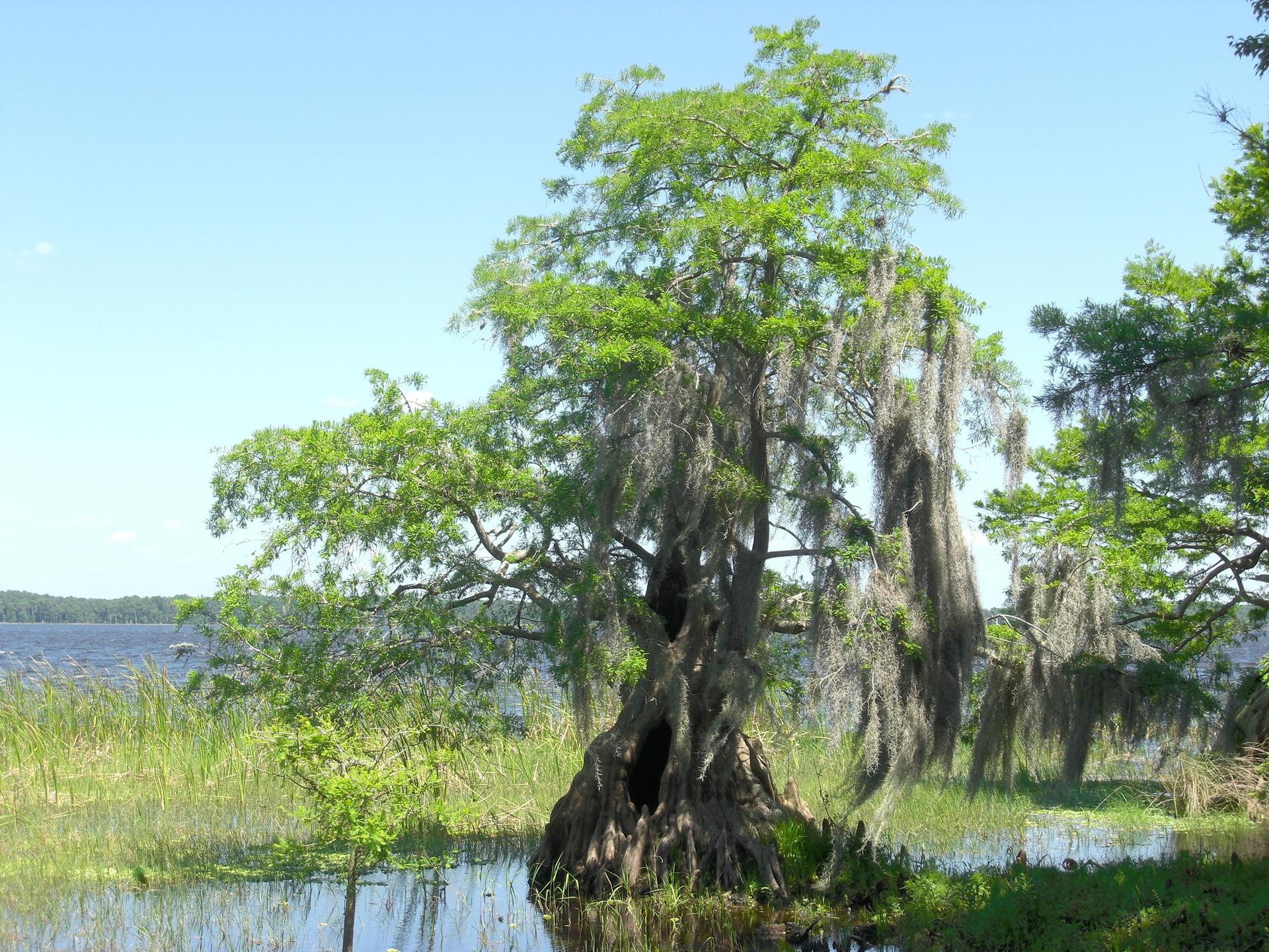 Large tree with Spanish moss stands in shallow water under a clear sky.