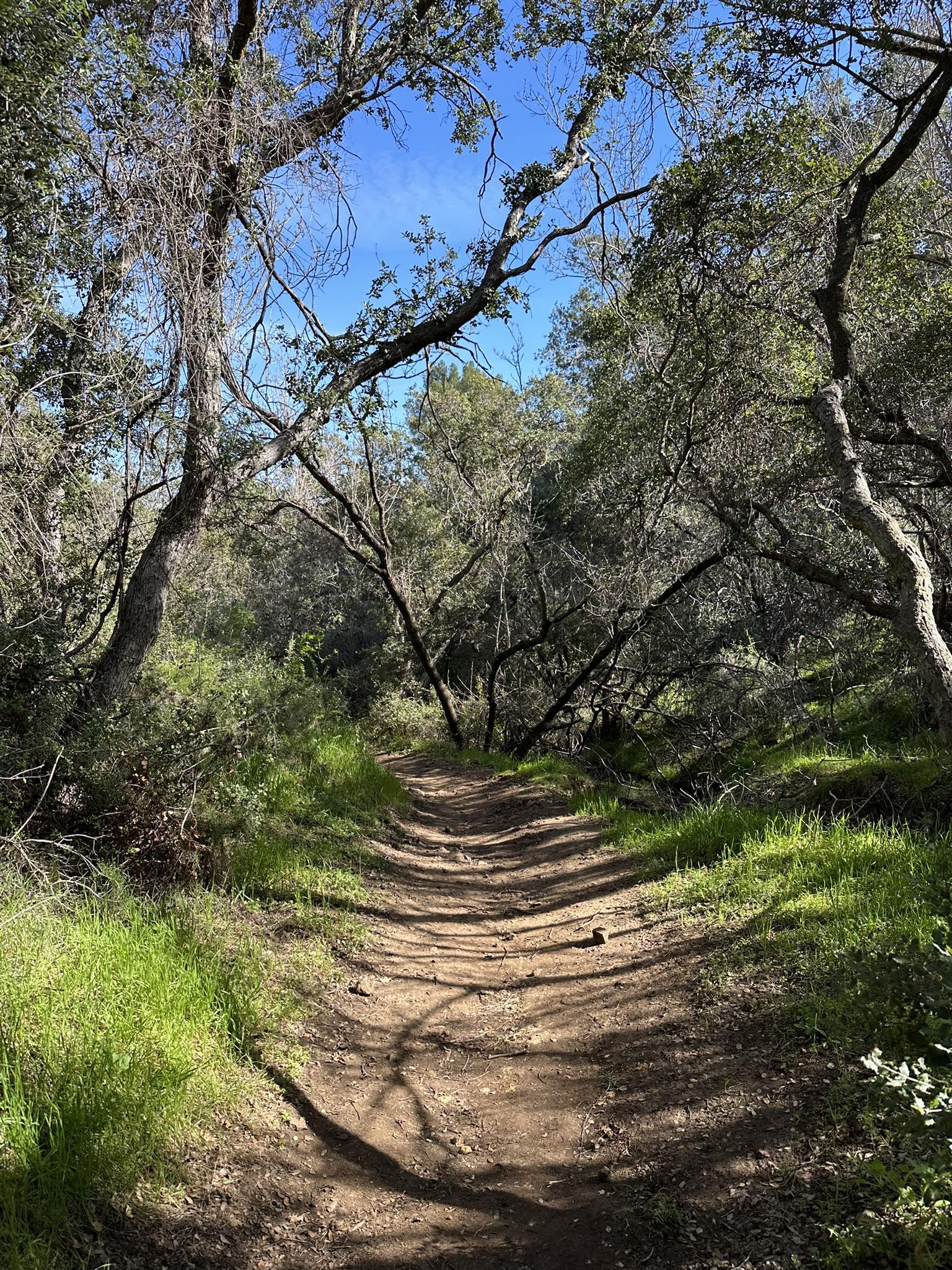 Shaded dirt path through a forest of trees with green and bare branches.