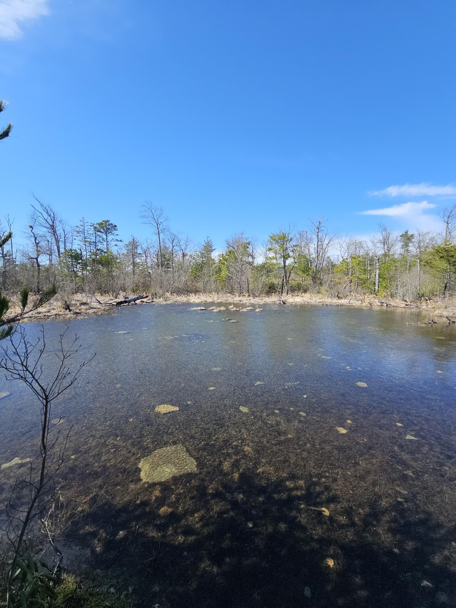 Clear, shallow pond surrounded by bare trees and green foliage.
