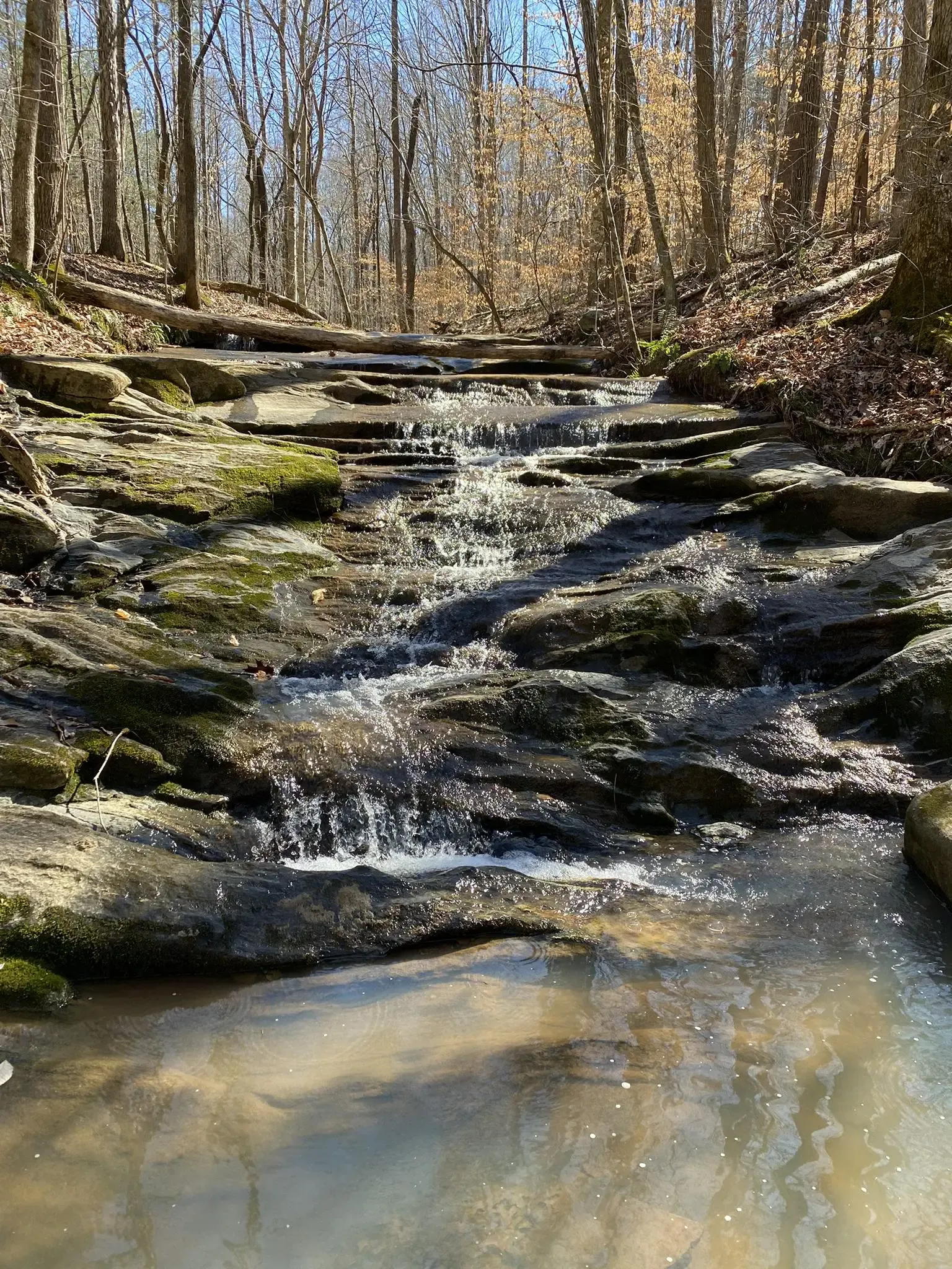 A sunlit stream cascades over mossy rocks in a bare winter forest. - Cascades Preserve gravel loop via Quarry Road
