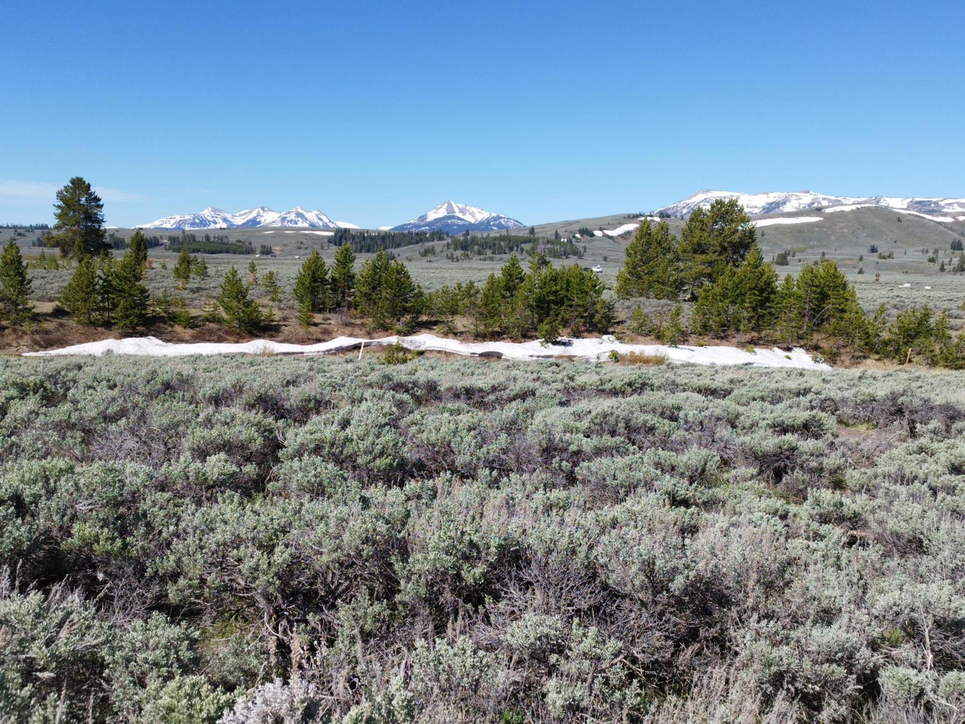 A vast sagebrush field with snow patches and distant snow-capped mountains under clear sky.