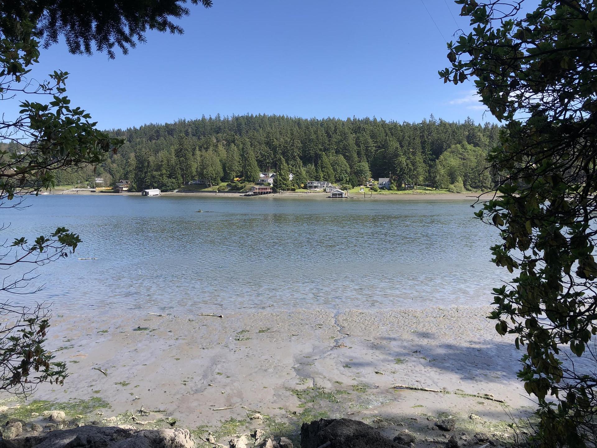 A calm bay with a muddy shore, framed by trees, under a clear sky.