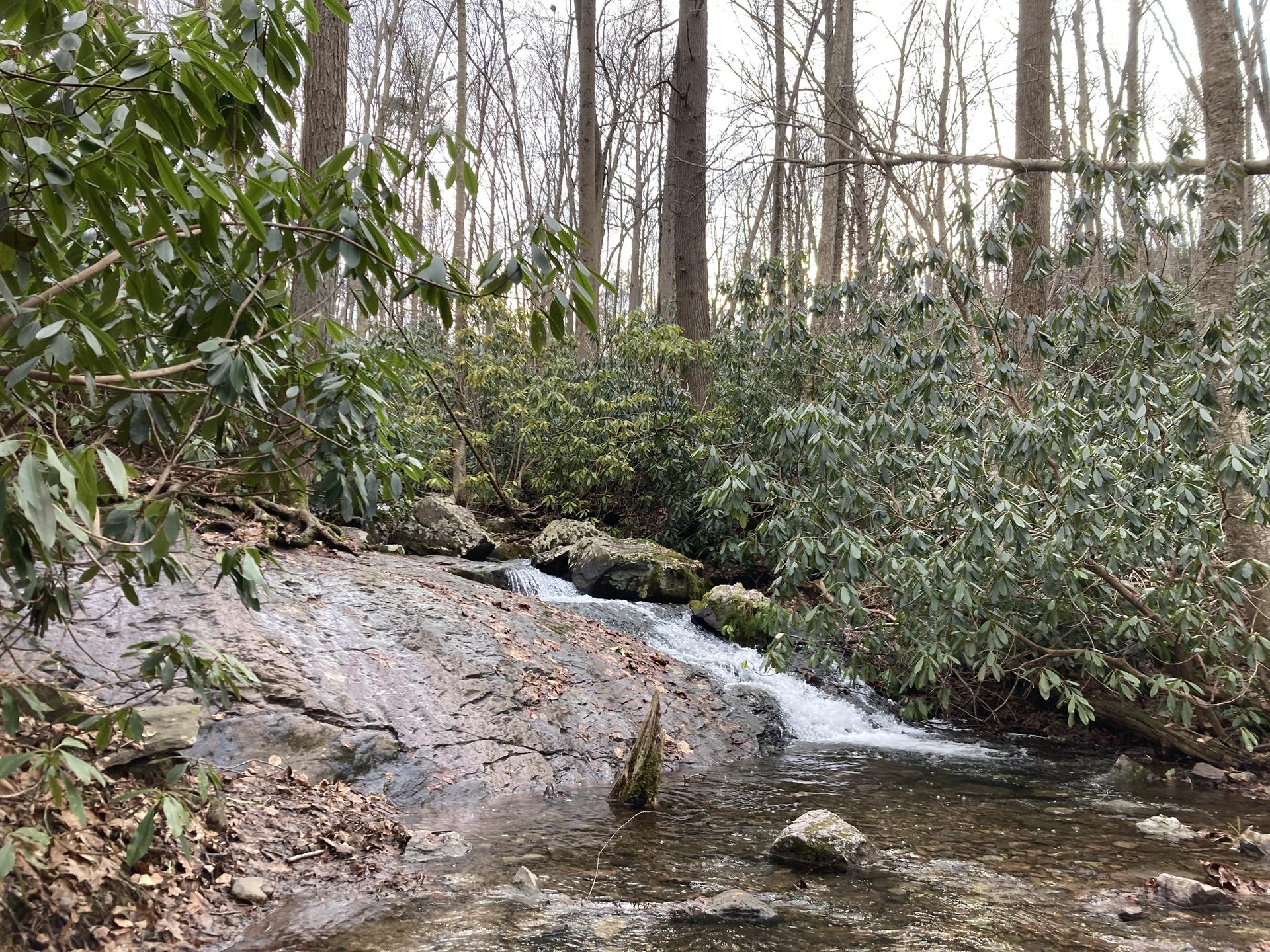 A small rocky stream flows through a dense, green forest on an overcast day.