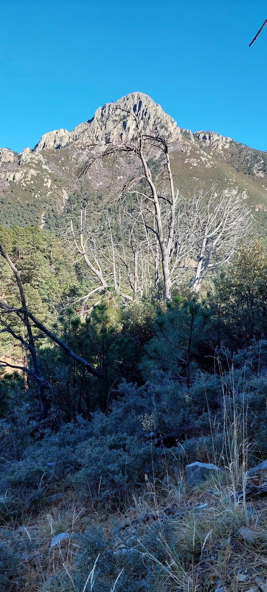 A tall, rocky mountain peak rises above bare trees and green shrubs.