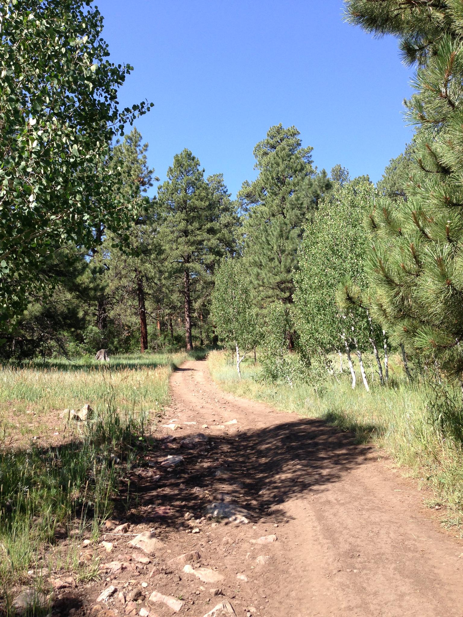 A winding dirt path in a sunlit forest with mixed trees.