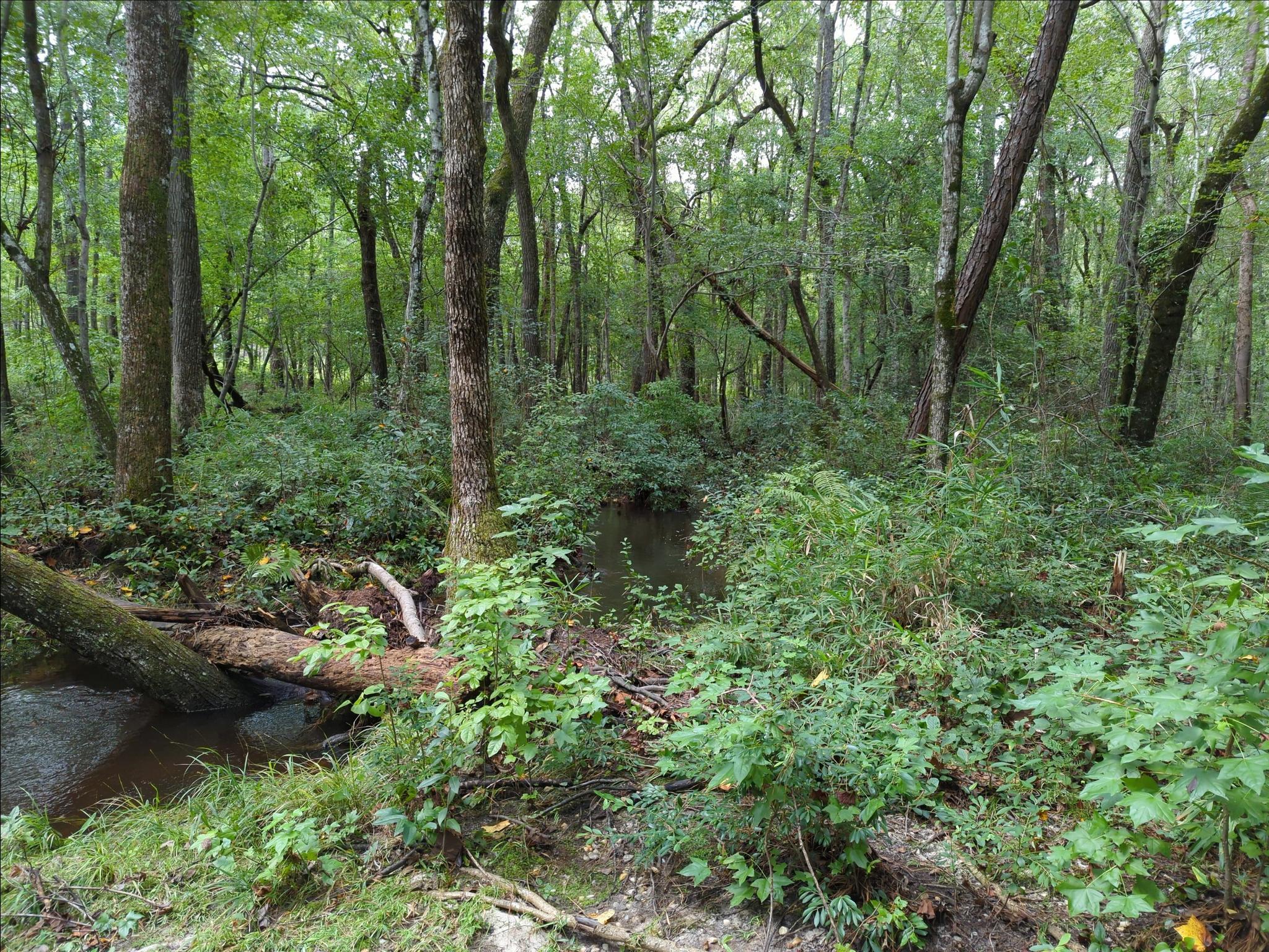 Dense green forest with a small stream and fallen log.