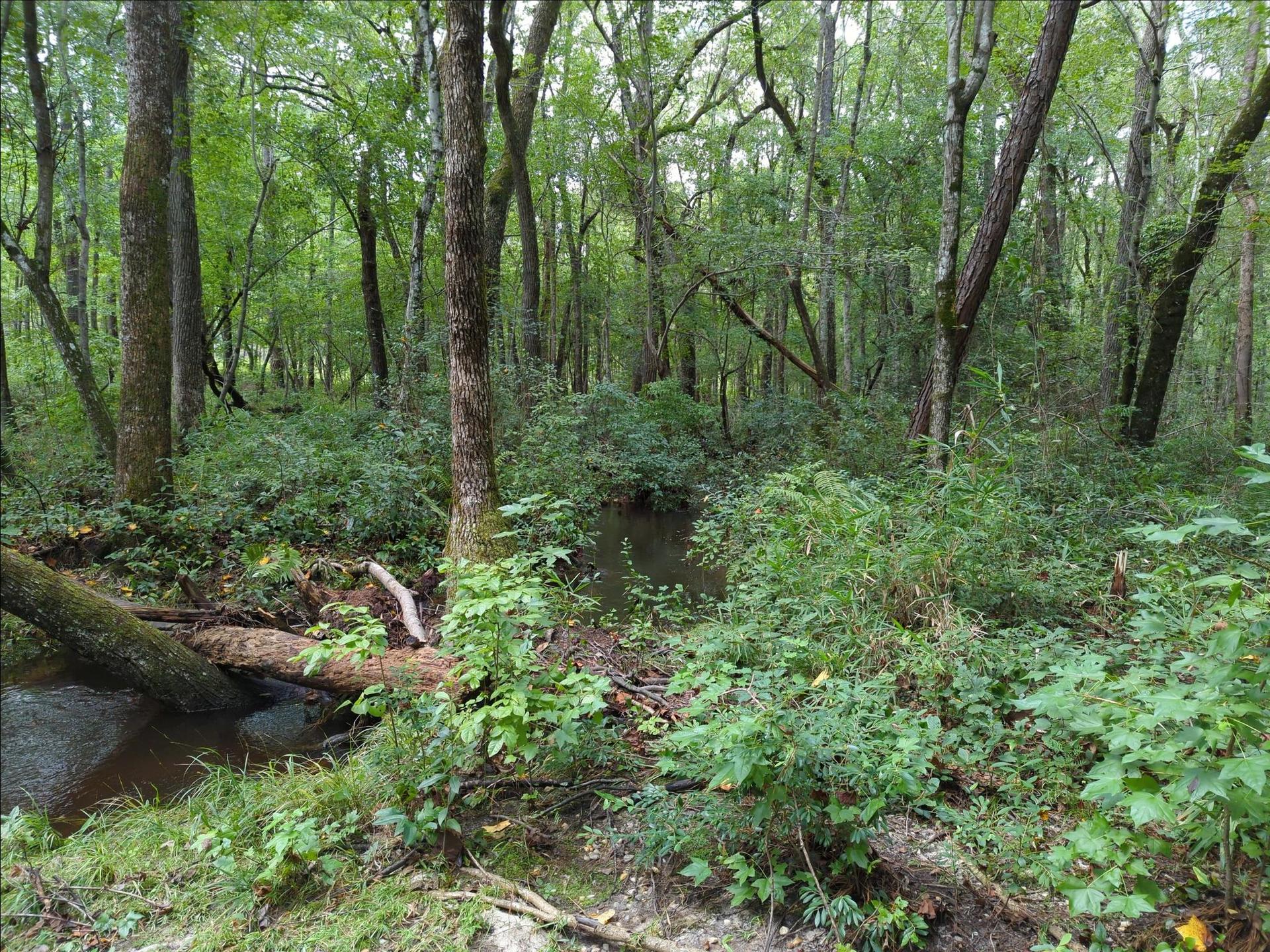Dense green forest with a small stream and fallen log.