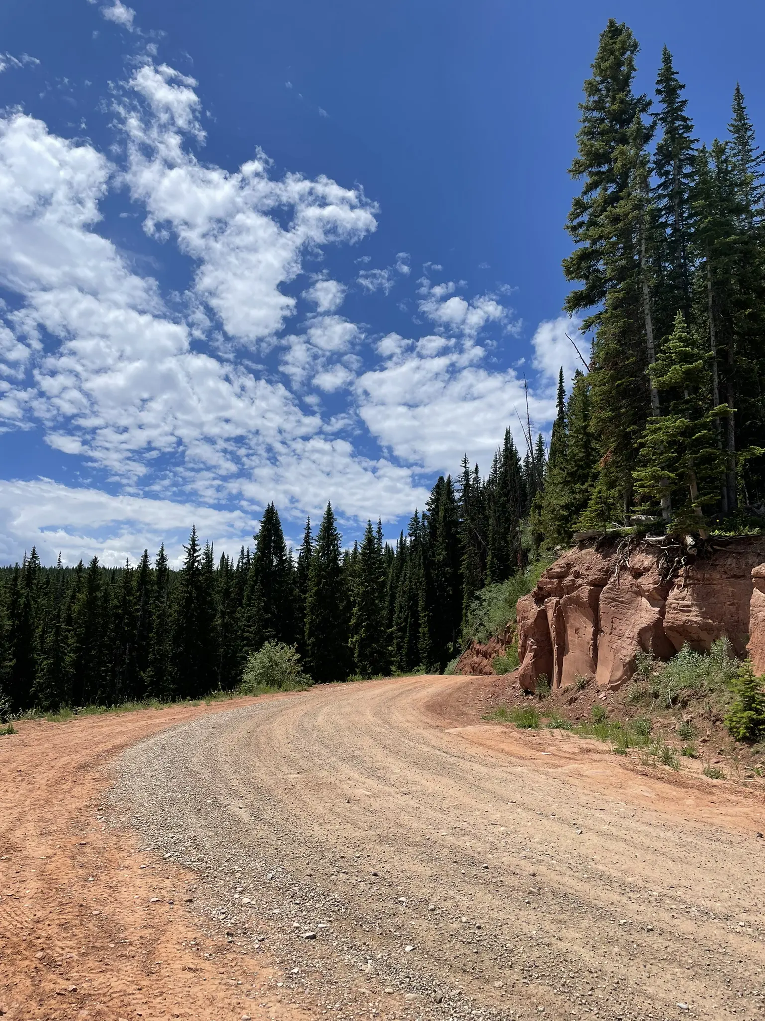 A winding dirt road through a pine forest under a bright, cloudy sky.