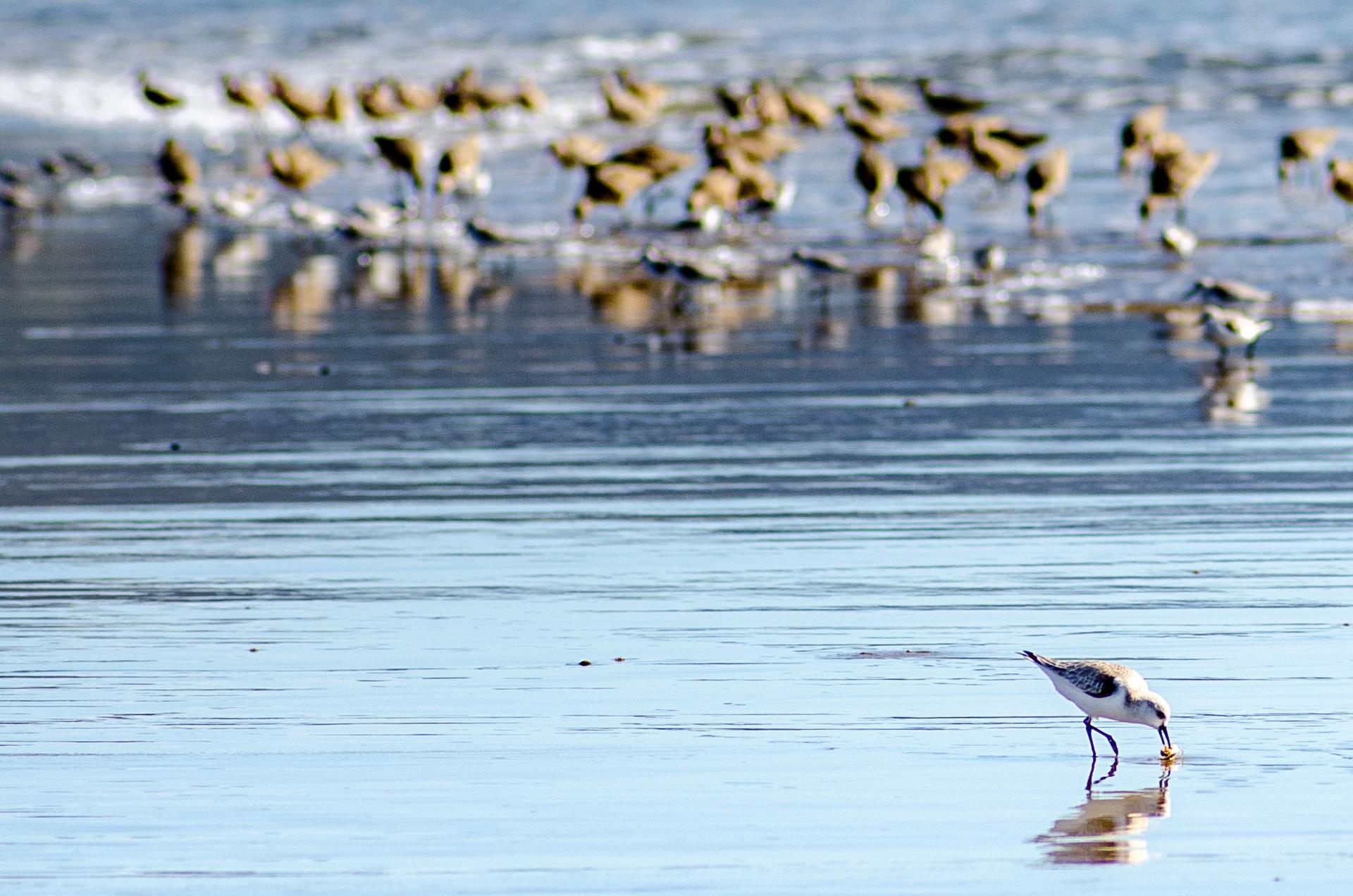 Small bird feeding in shallow water with many birds in background.