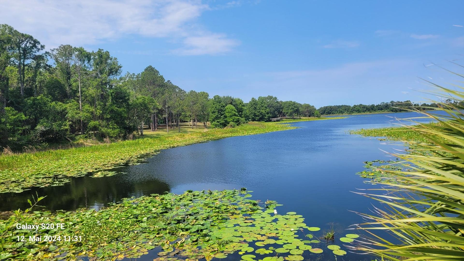 Sunny wide river with lily pads, lush green banks, and dense forest.