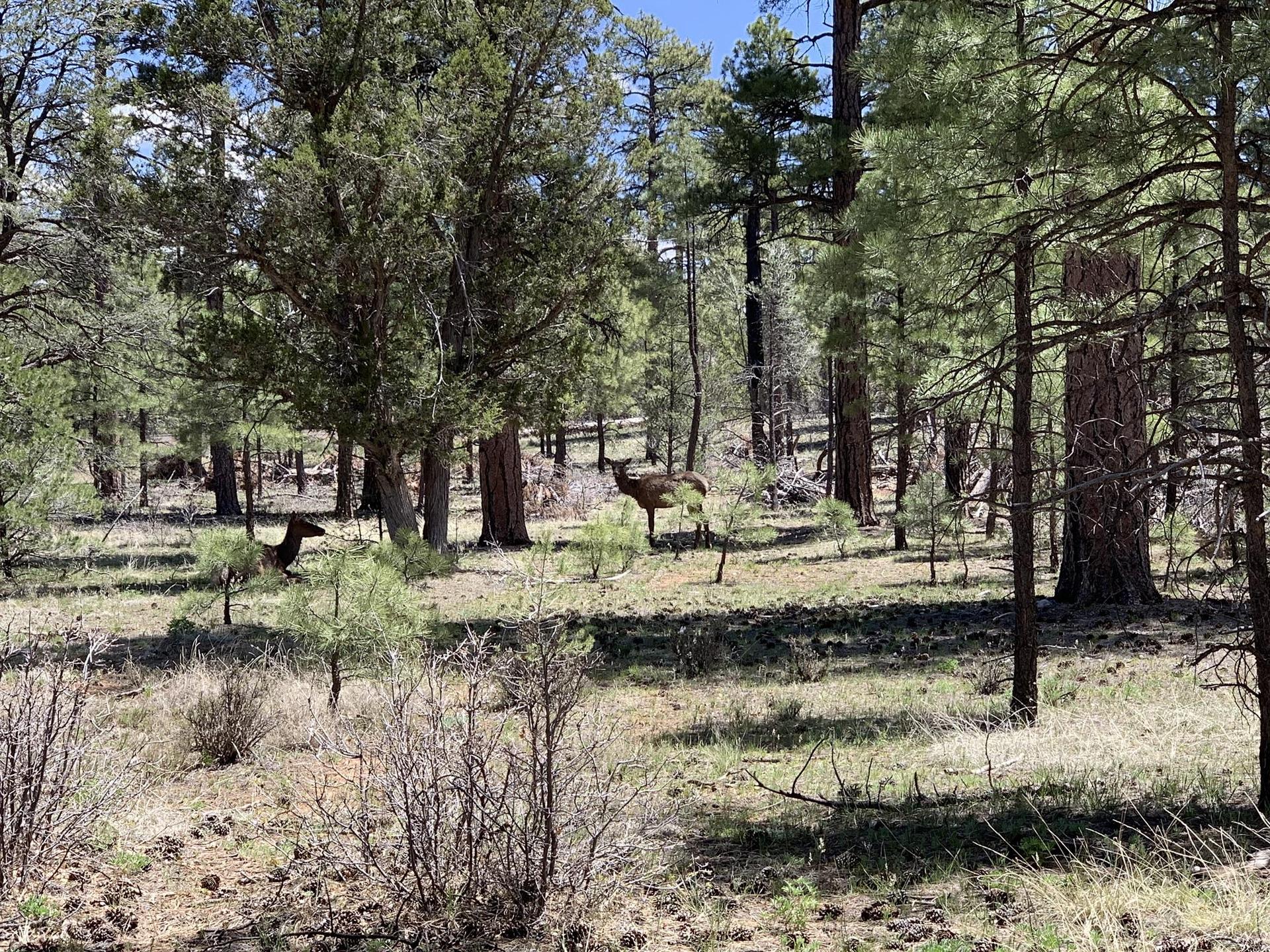 Two deer stand in a sunlit forest clearing among tall pine trees.