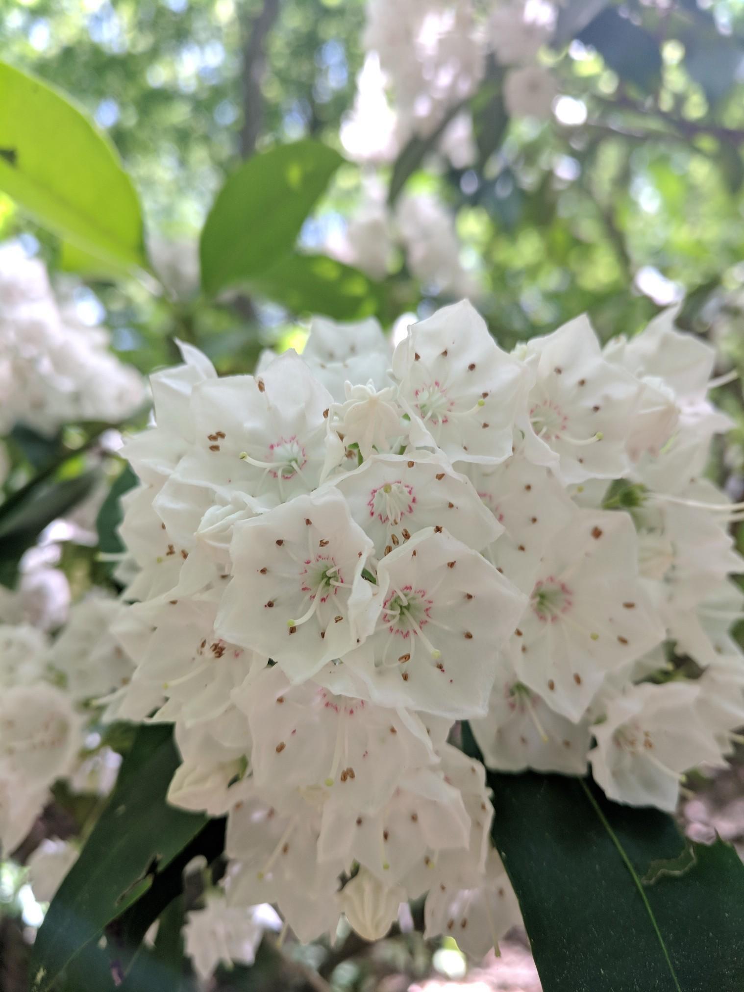 Close-up of white flowers with pink centers and green leaves in bright natural light.