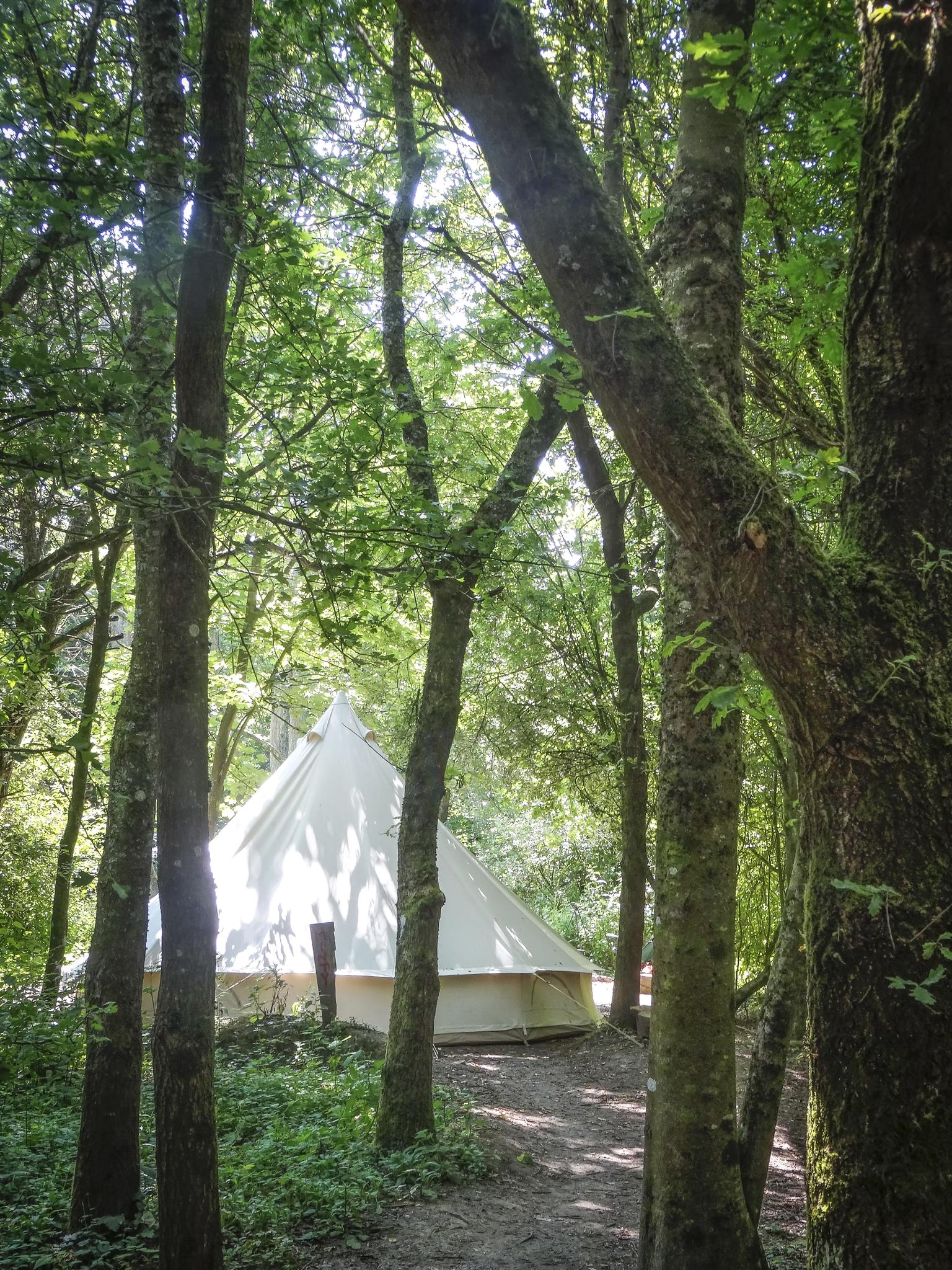 A white bell tent is nestled in a dense, sun-dappled forest.