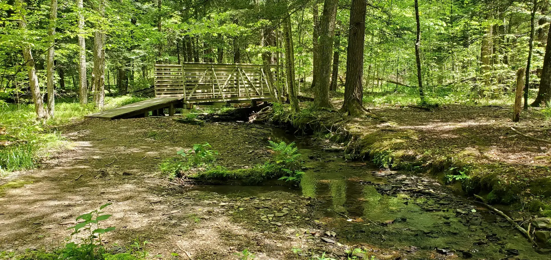 A wooden bridge spans a small stream in a sun-dappled green forest.