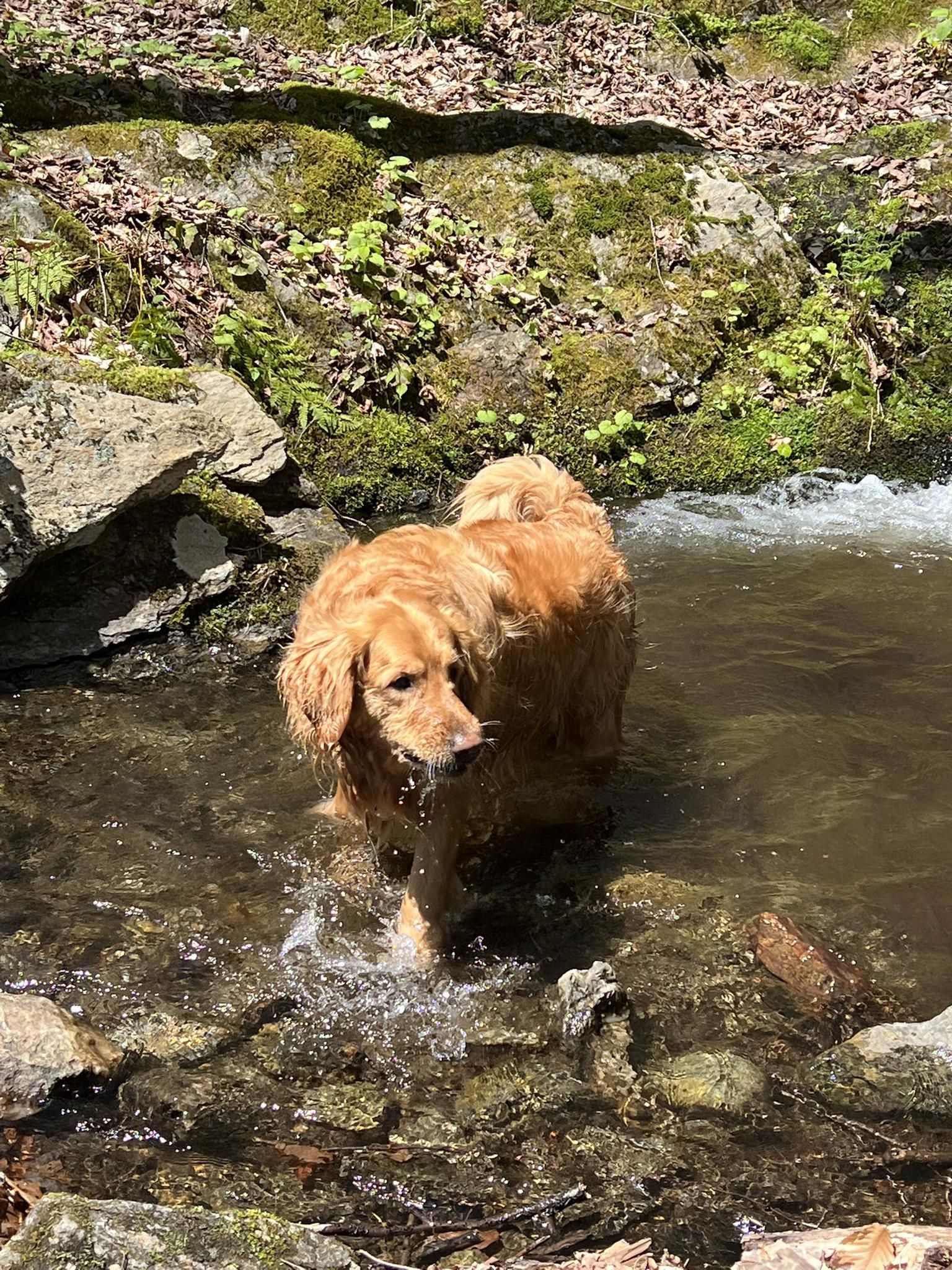 A golden retriever dog stands in a sunny, rocky stream with mossy banks. - Big Muddy Pond loop via Babcock Trail and Long Trail