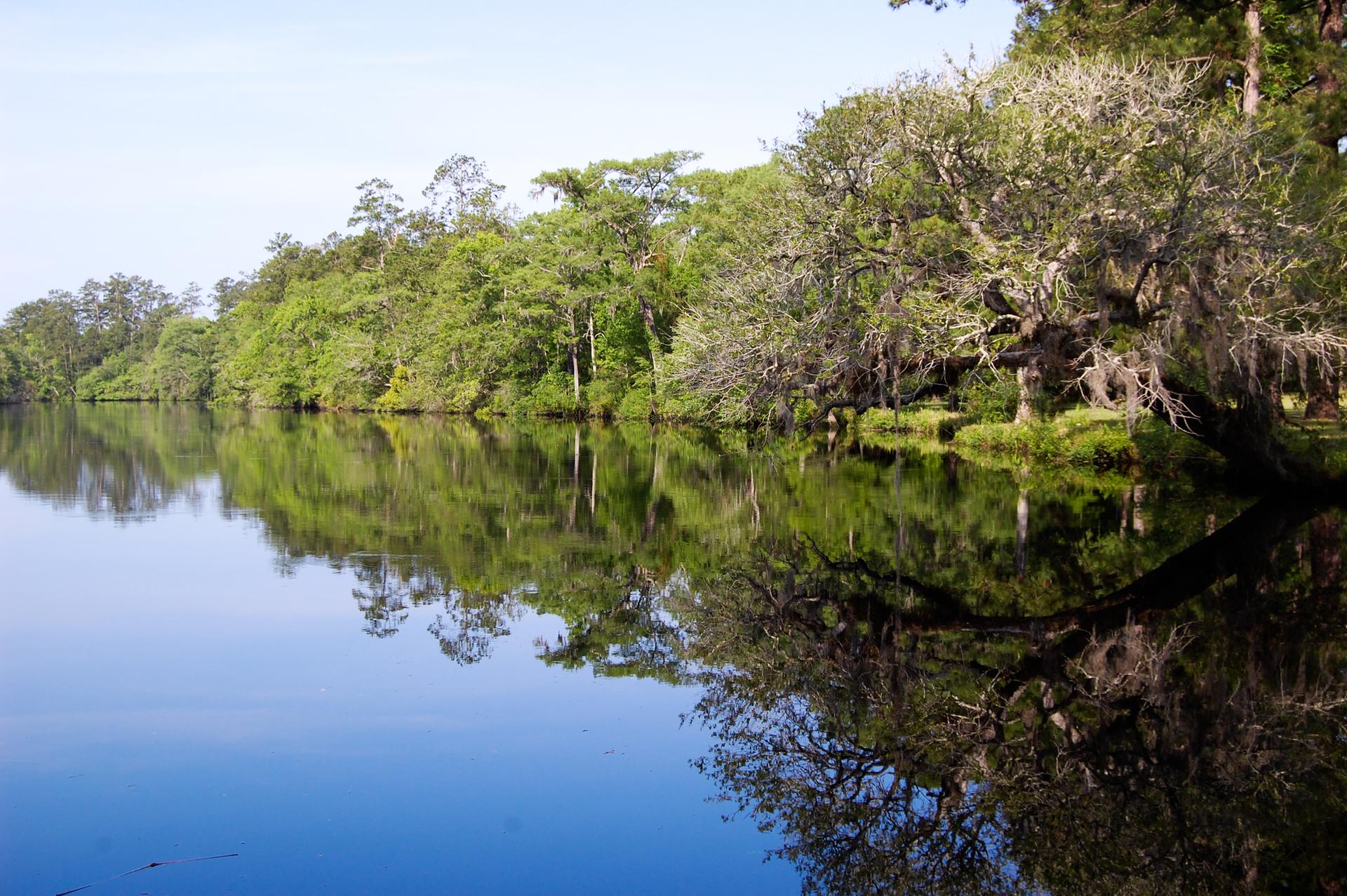 Calm water reflects a lush green forest under bright natural light.