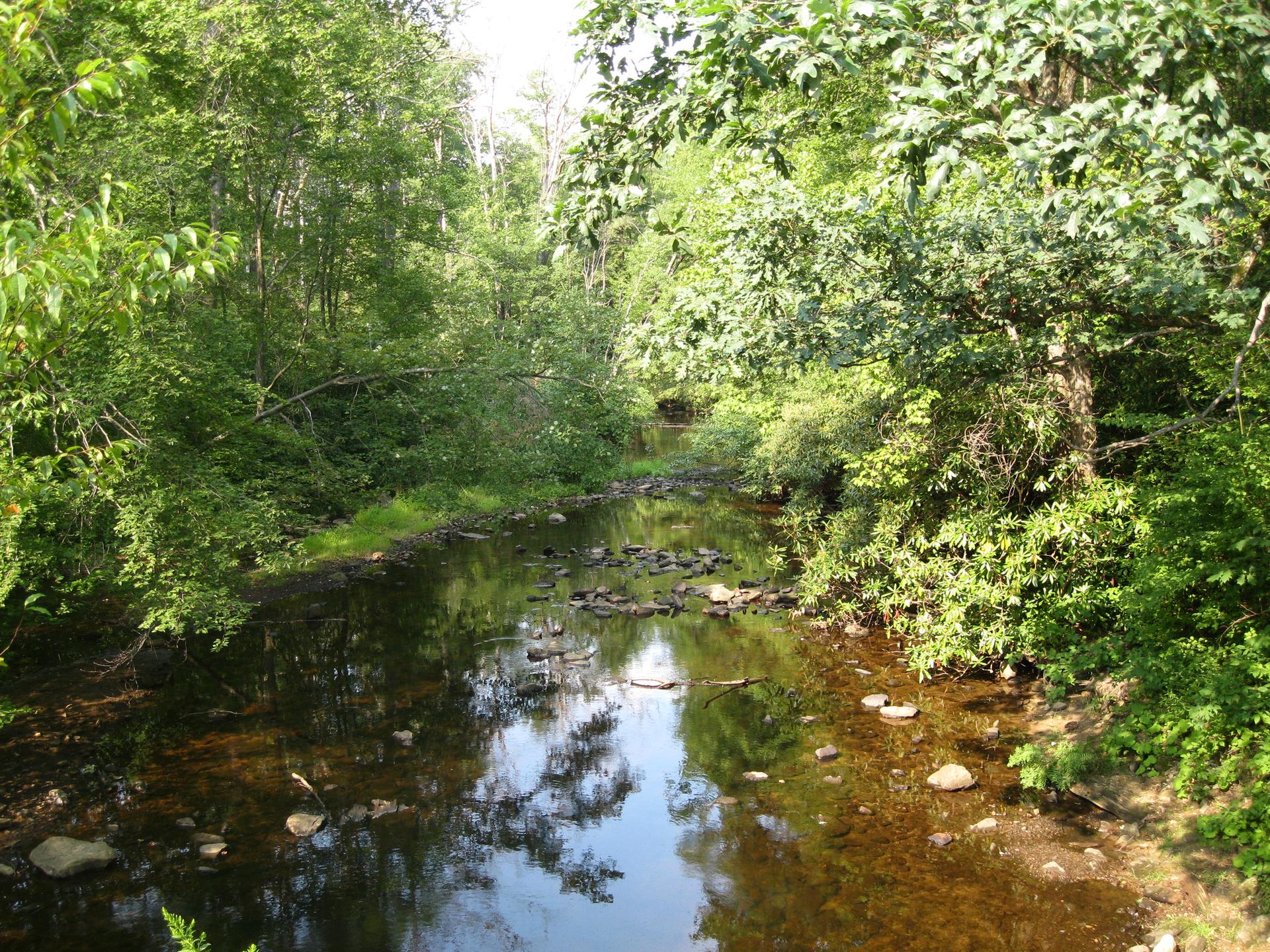 A shallow, rocky stream flowing through a dense green forest on a bright day.
