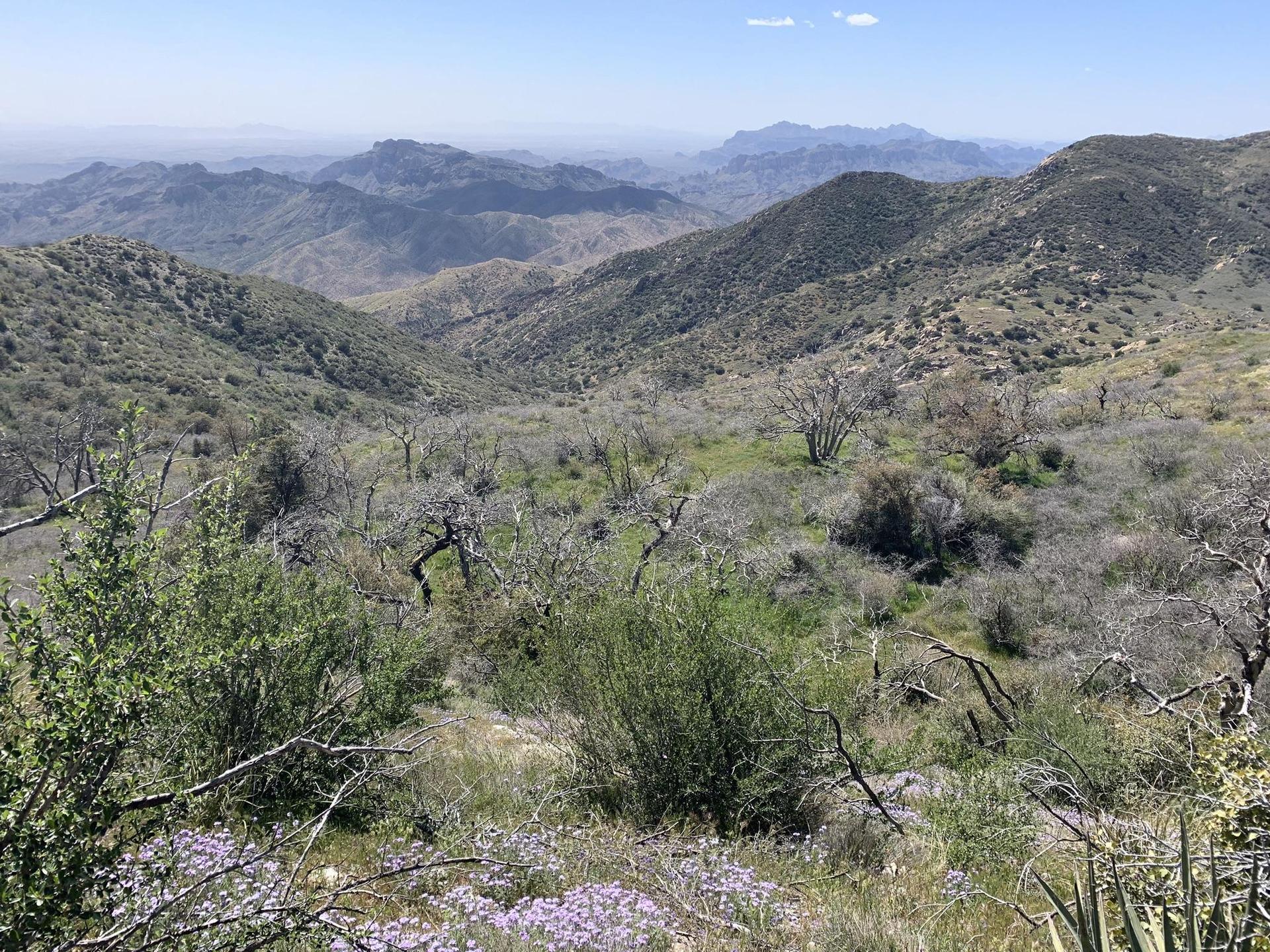 Sunny mountain valley with green and dry brush, purple wildflowers, distant peaks.