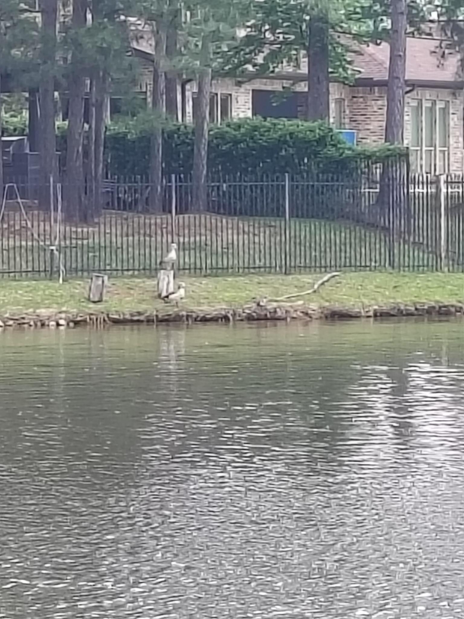 A white bird stands on a grassy bank by the water.
