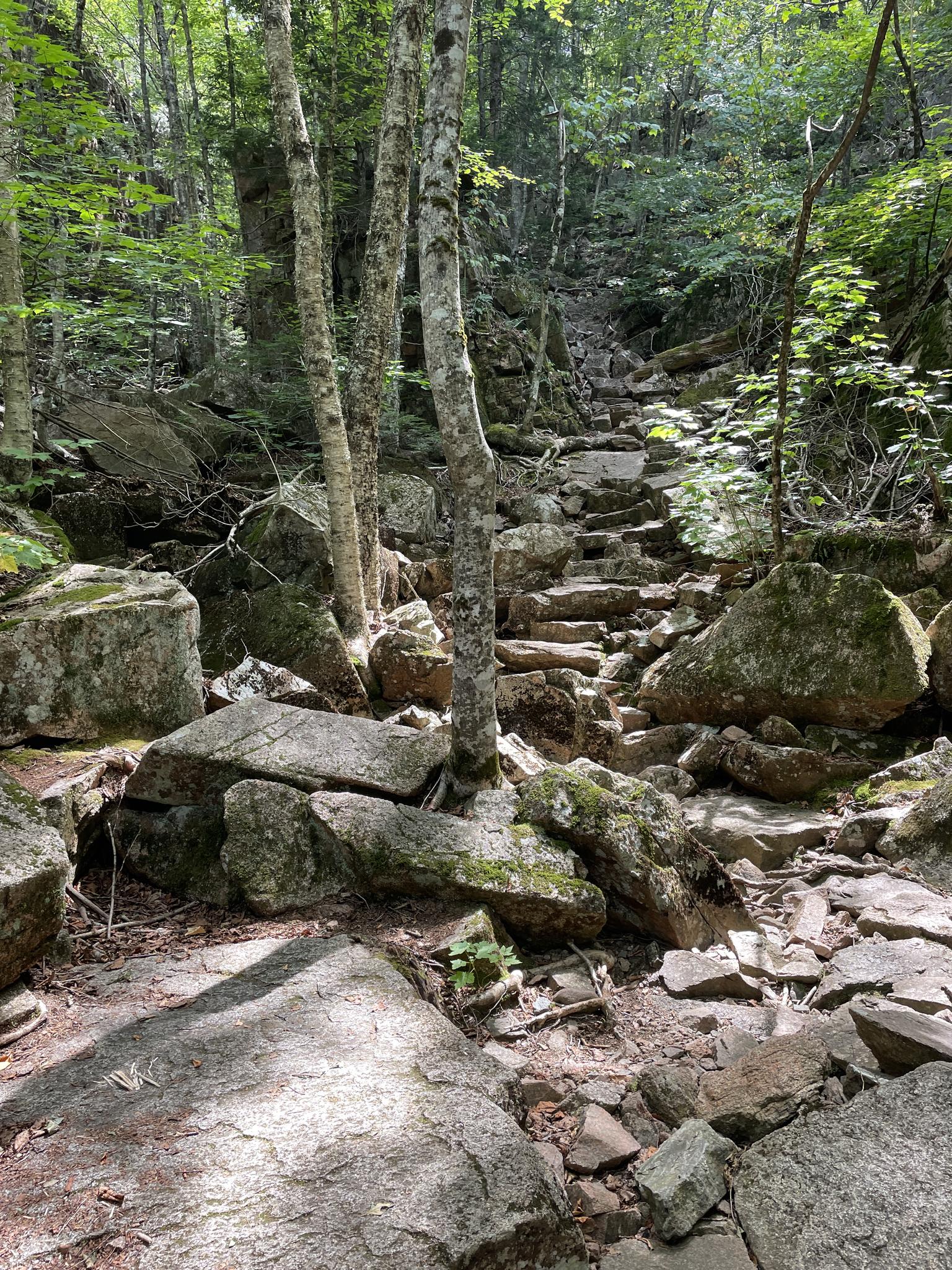 A rocky, winding path leads through a dense, sun-dappled forest.