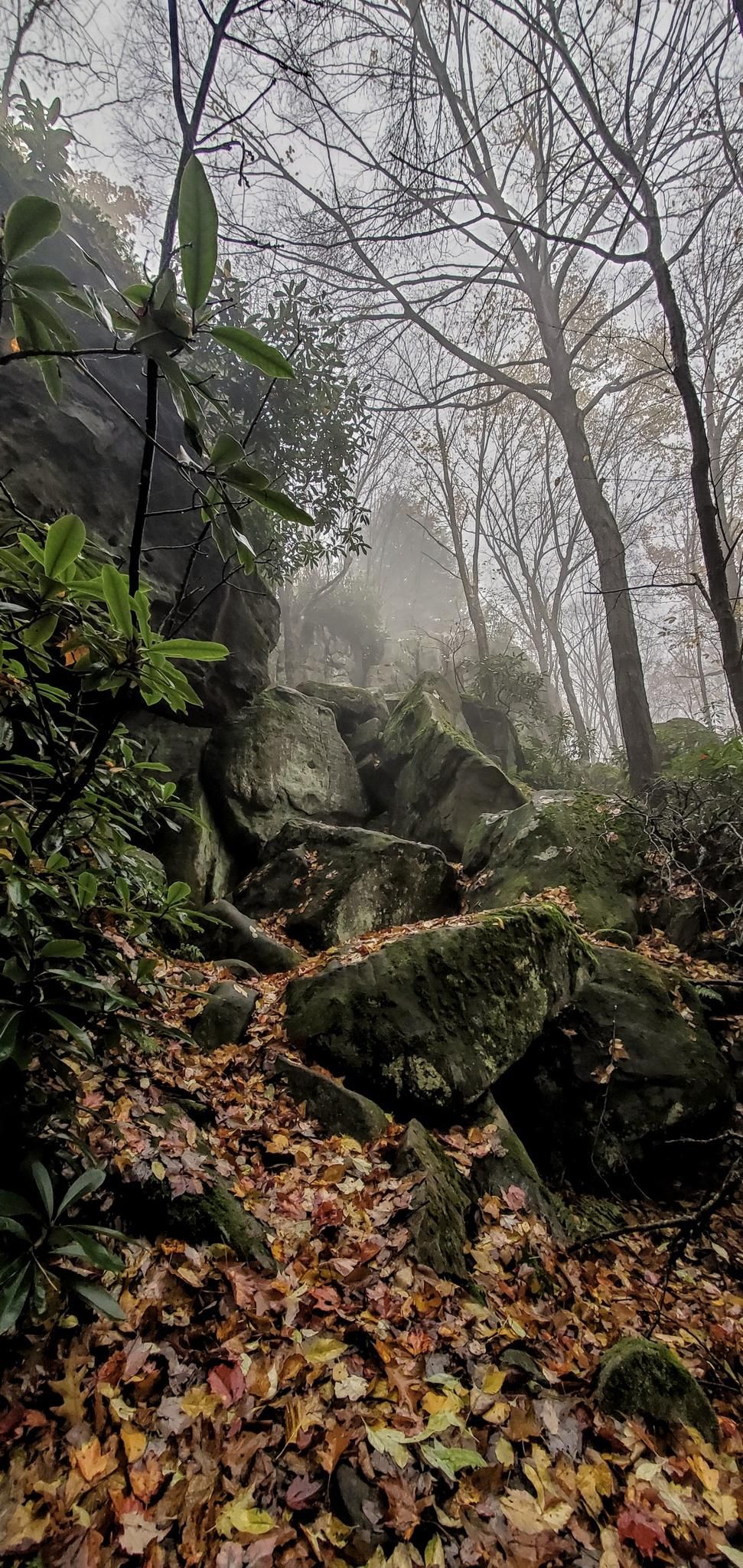 Misty forest path with bare trees, mossy rocks, and fallen autumn leaves. - Beam Rocks