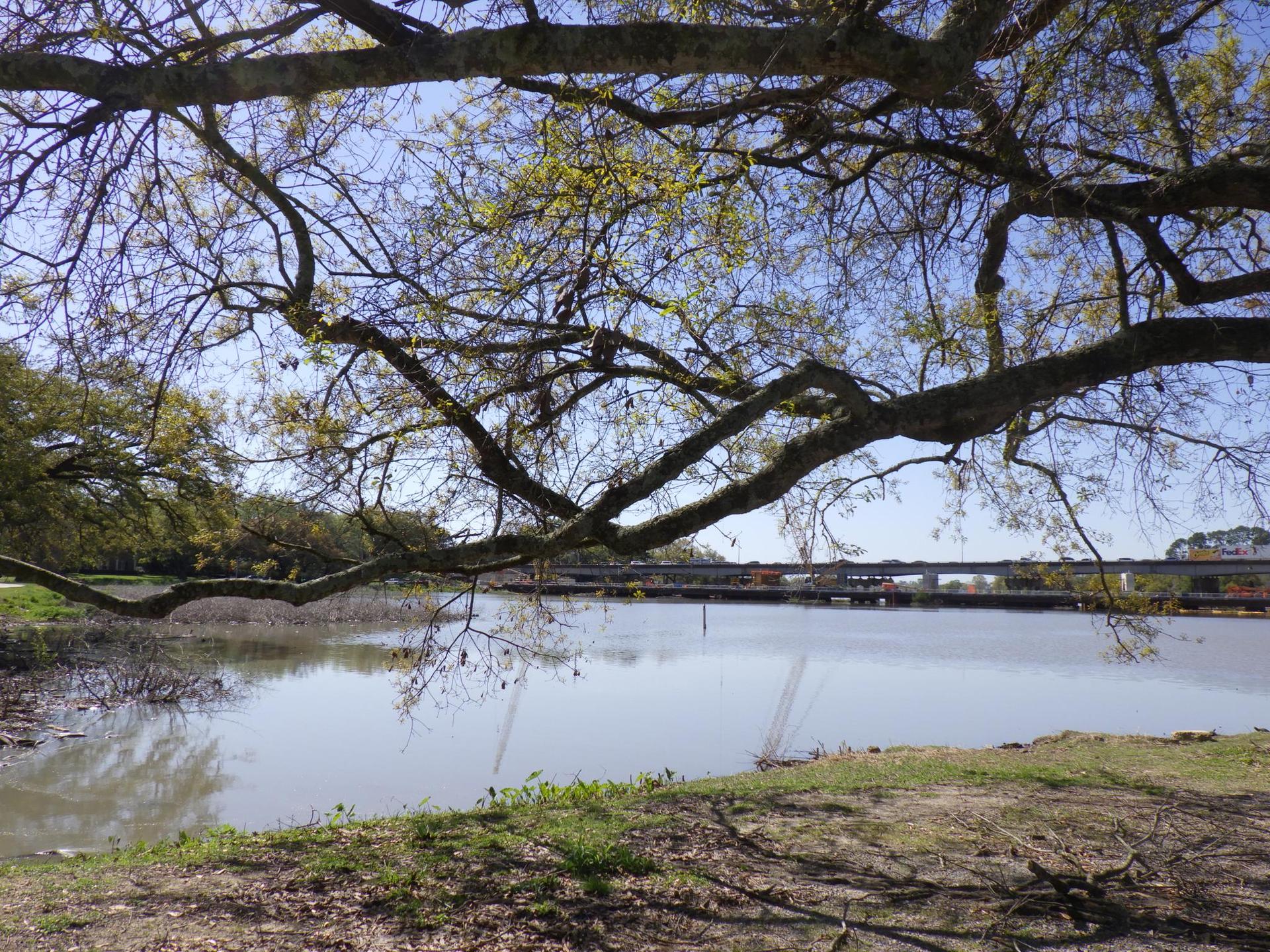 A calm body of water seen through tree branches, with a distant bridge.