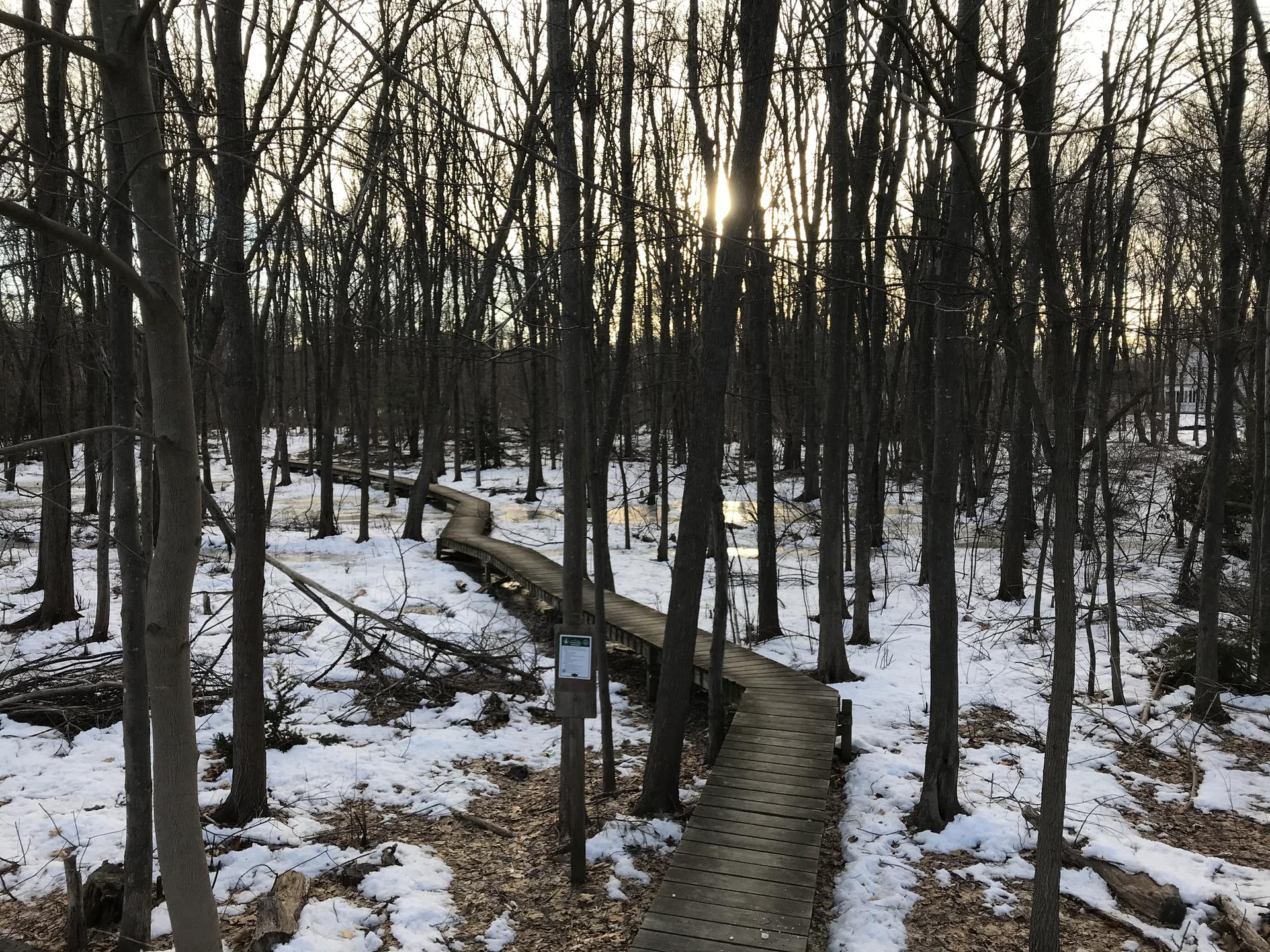 Winding wooden boardwalk through a snowy forest with bare trees.