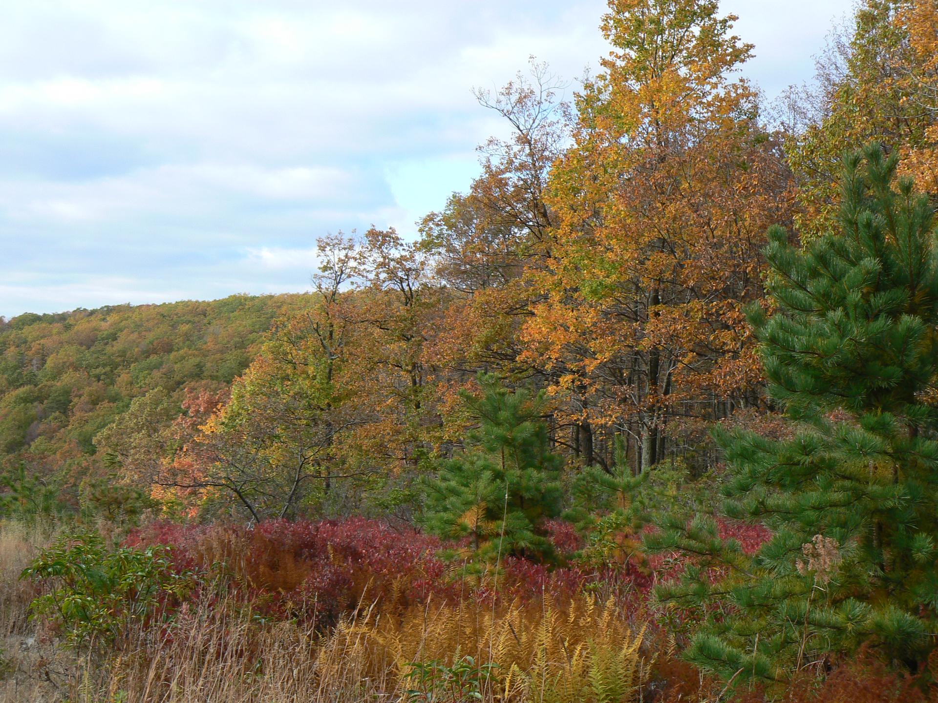 A hillside forest with vibrant autumn foliage under an overcast sky.