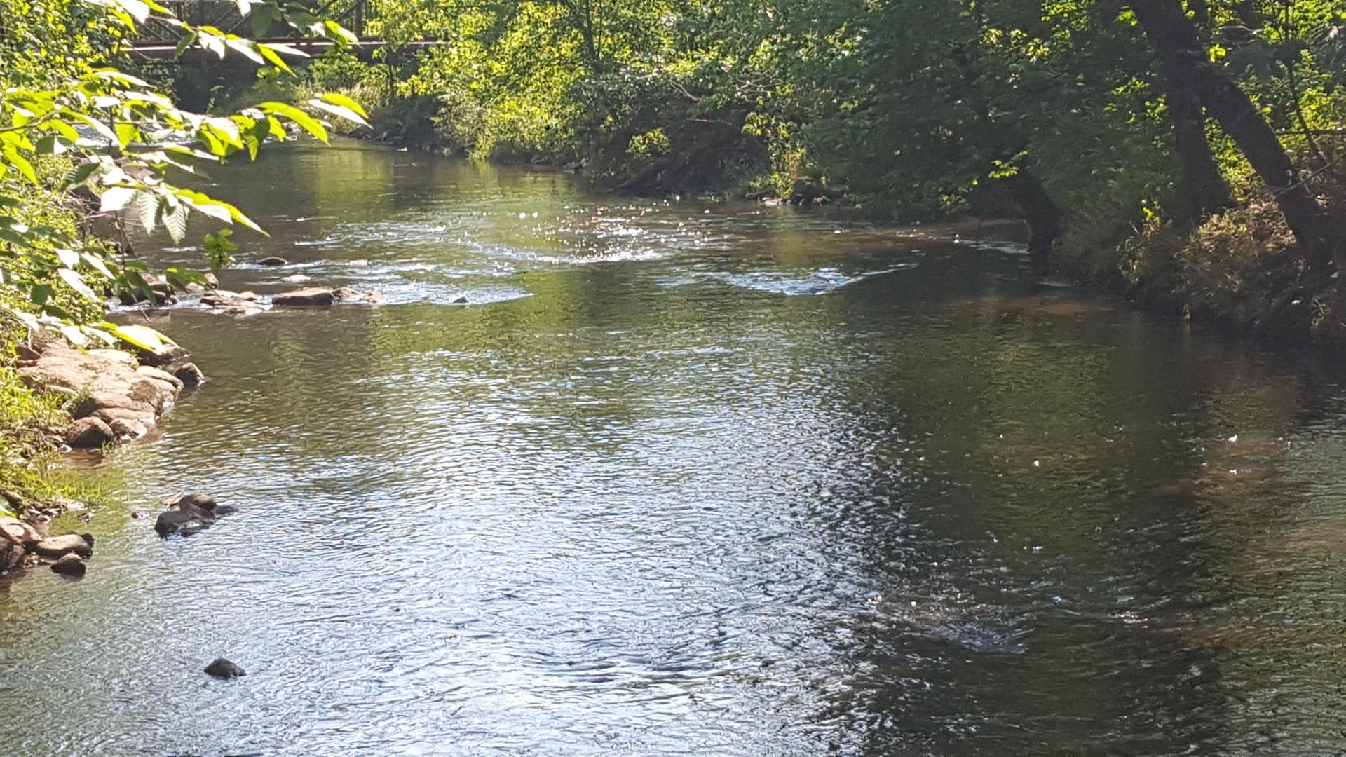 A calm river flows through a green forest under bright sunlight.