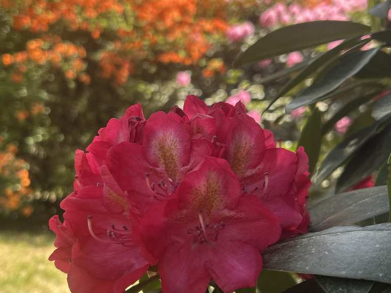 Rhododendron-Garten Jansen  Wander- & Radrouten | Komoot