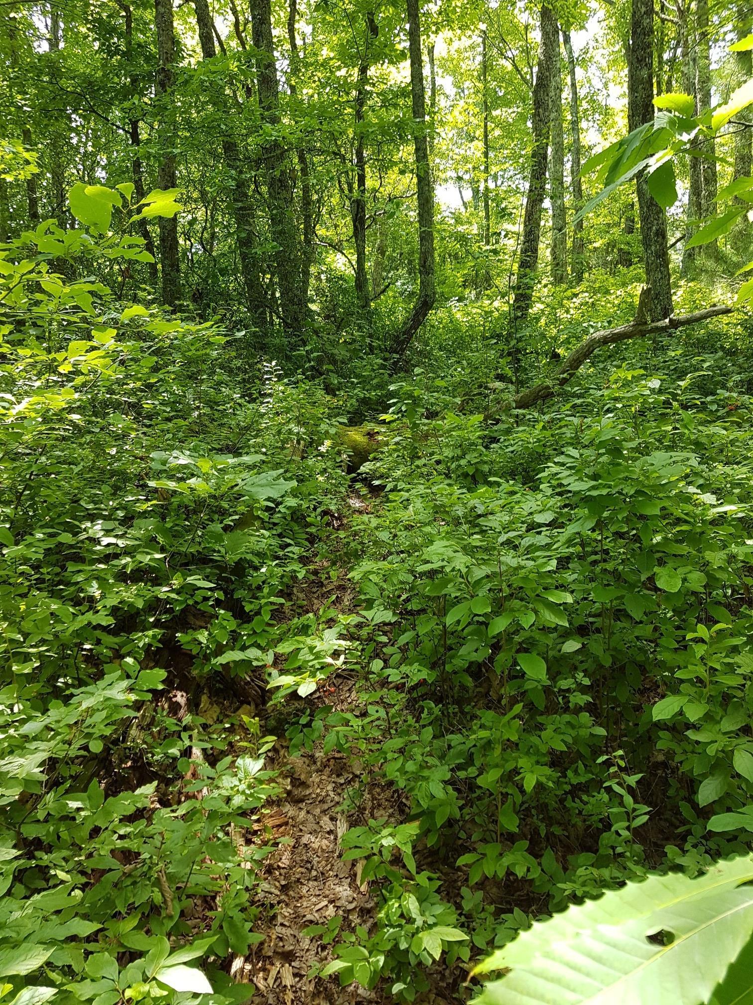 Narrow, overgrown forest path with lush green foliage and dappled sunlight, person in distance.