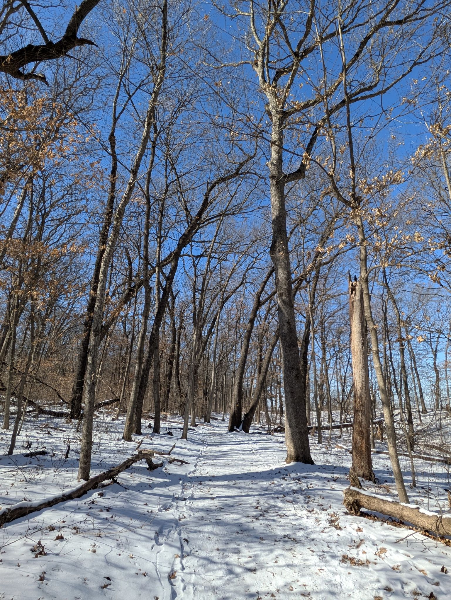 A sunny winter forest path with bare trees and footprints in snow. - Saint Louis Canyon Trail