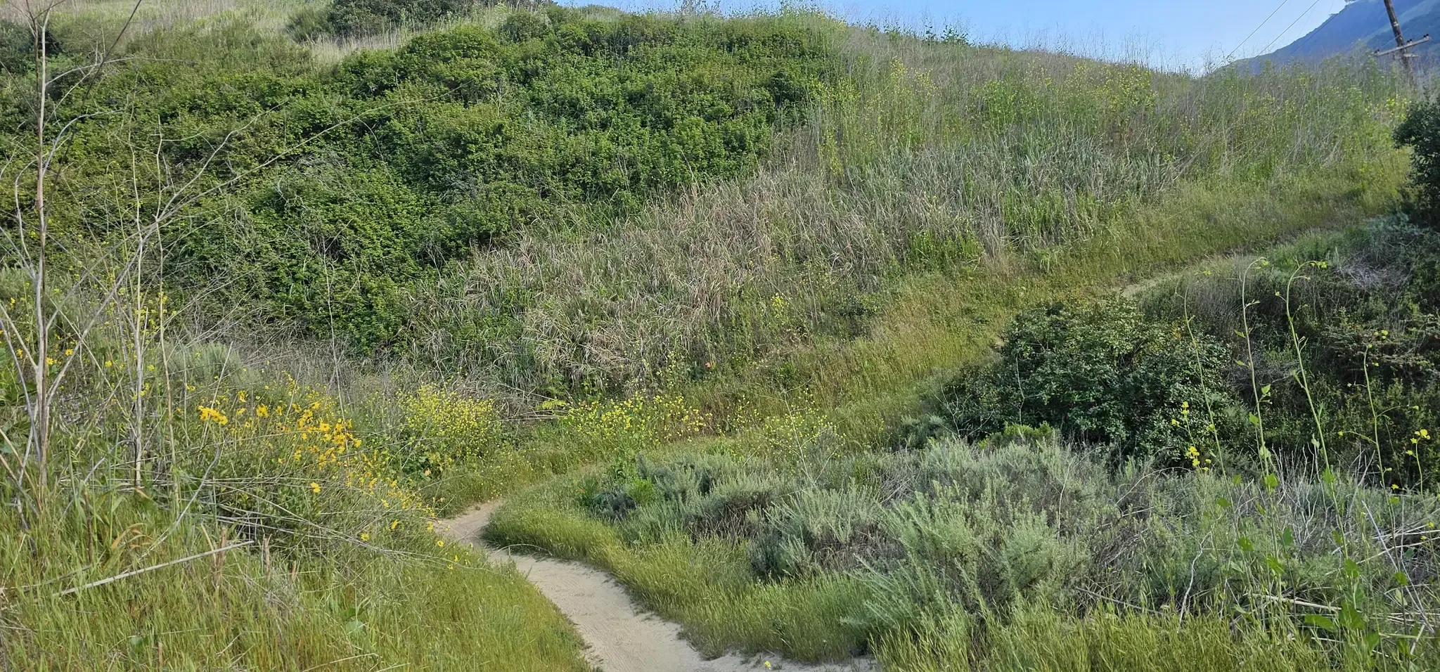 Winding dirt path through a hillside covered in tall green and dry grass. - Rose Canyon Trail loop from Clairemont Drive