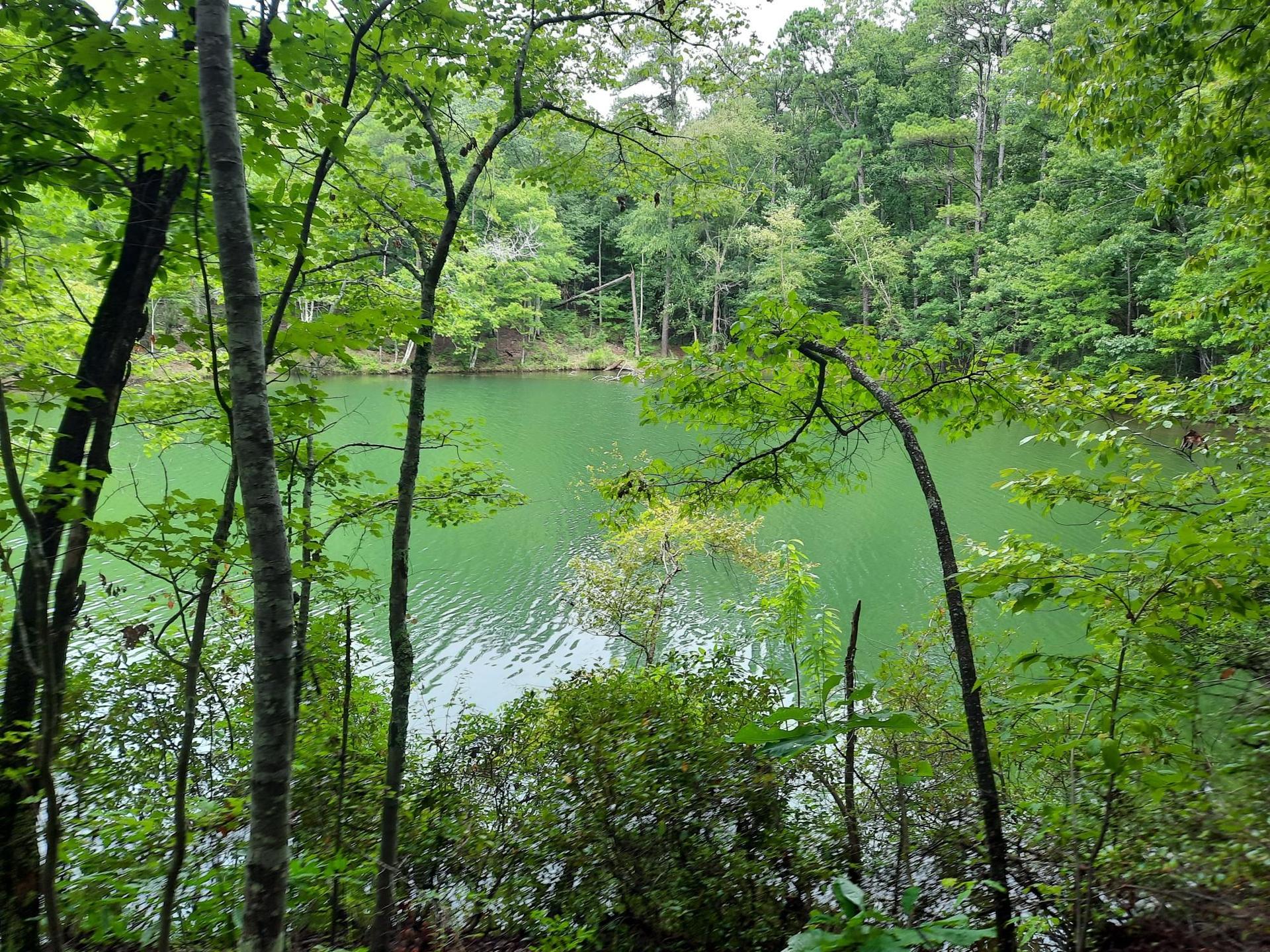 Green-tinted lake visible through a dense, lush forest, overcast light.