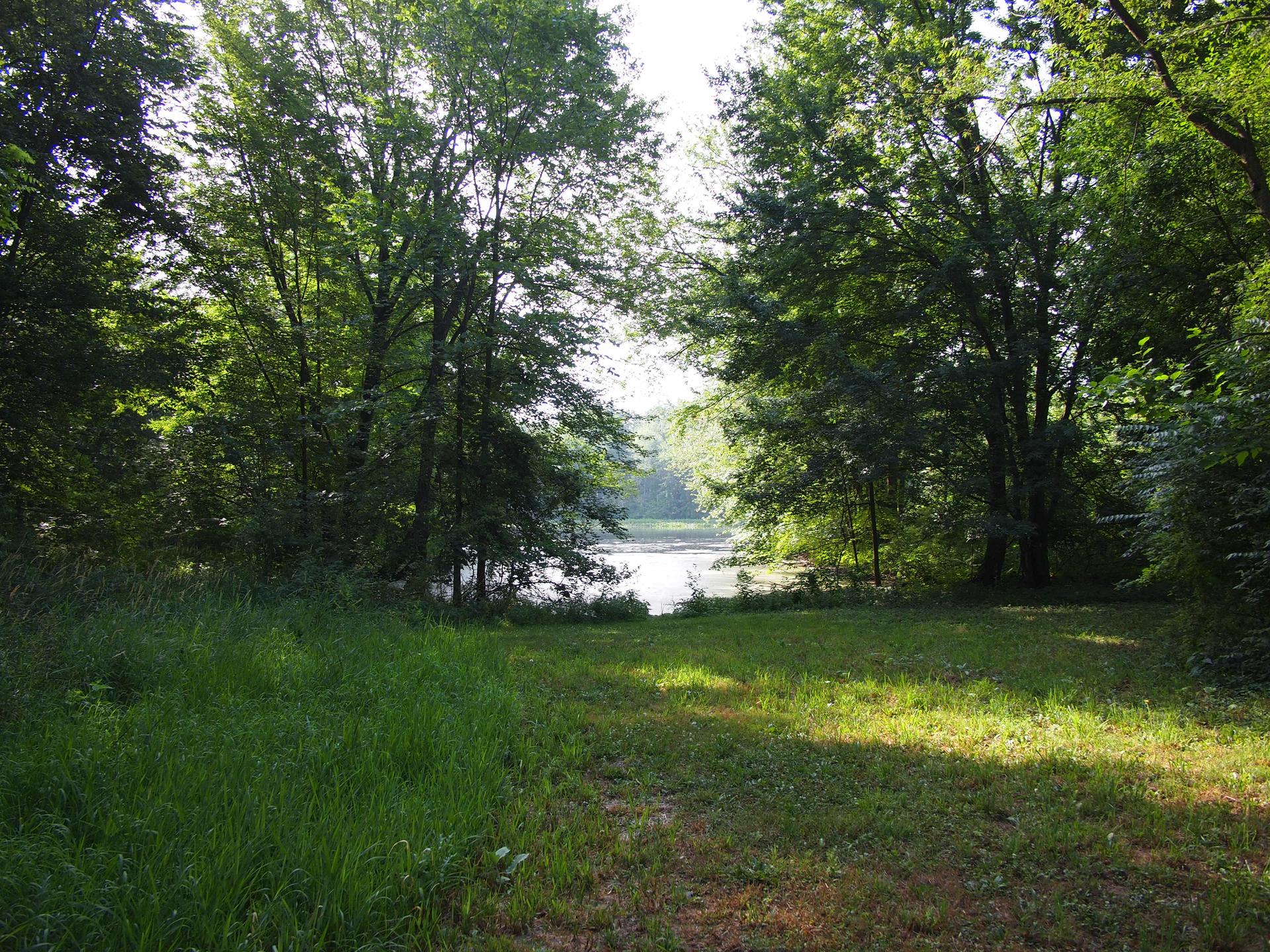 Grassy clearing opening to a calm lake surrounded by lush green trees.