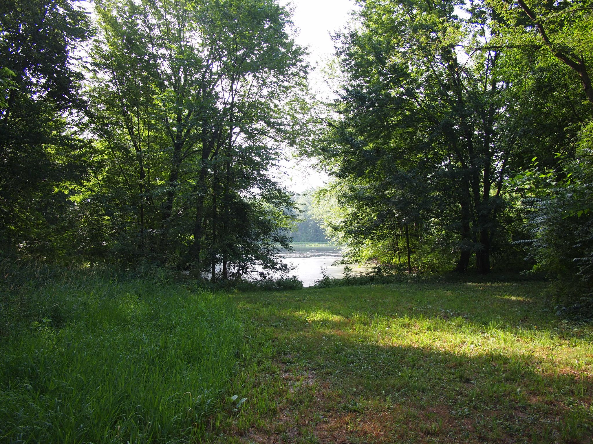 Grassy clearing opening to a calm lake surrounded by lush green trees. - Brauer Preserve loop from Scio Township